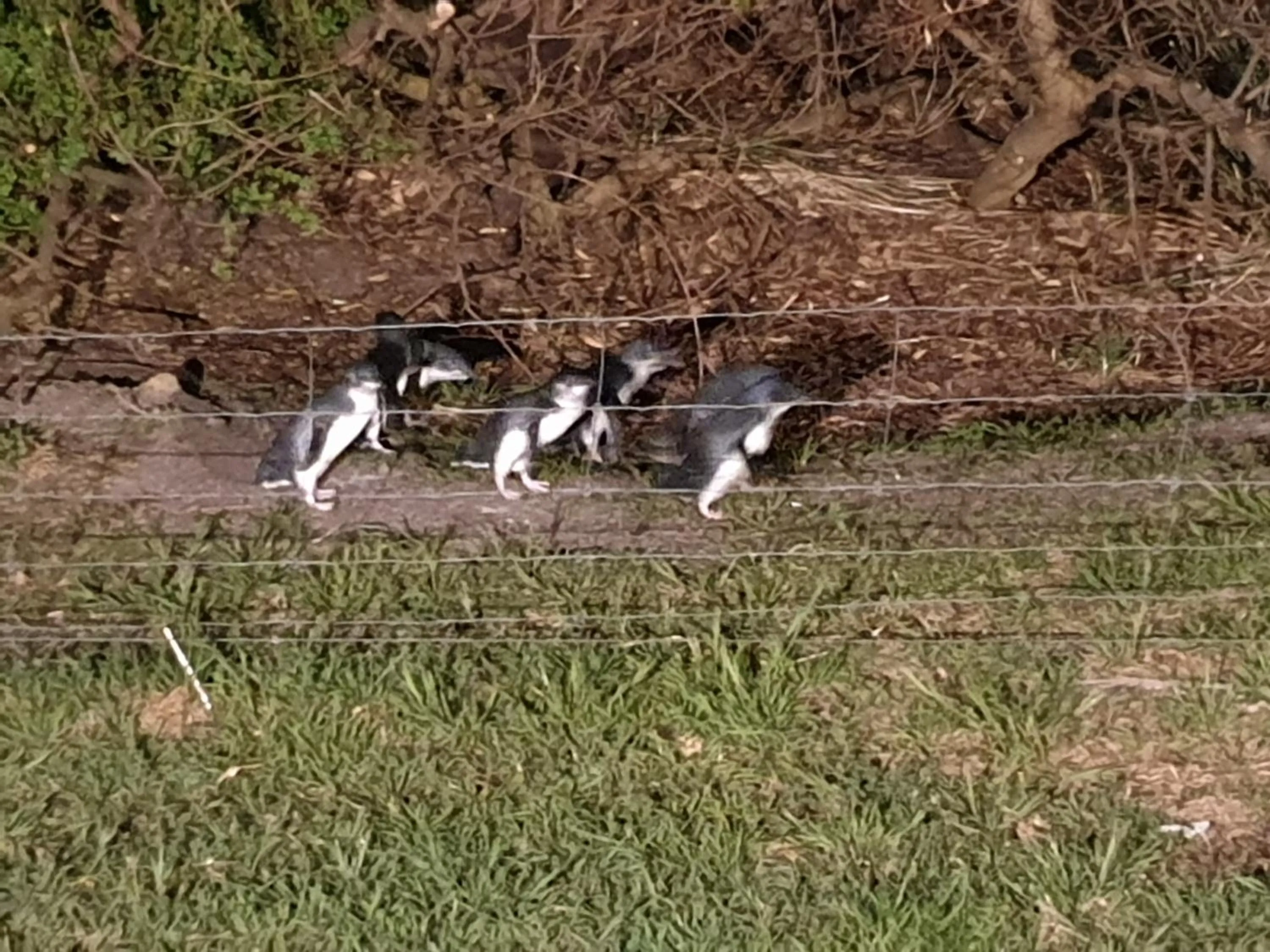 Animals in Diamond Island Resort, Restaurant & Bar and Penguin Show