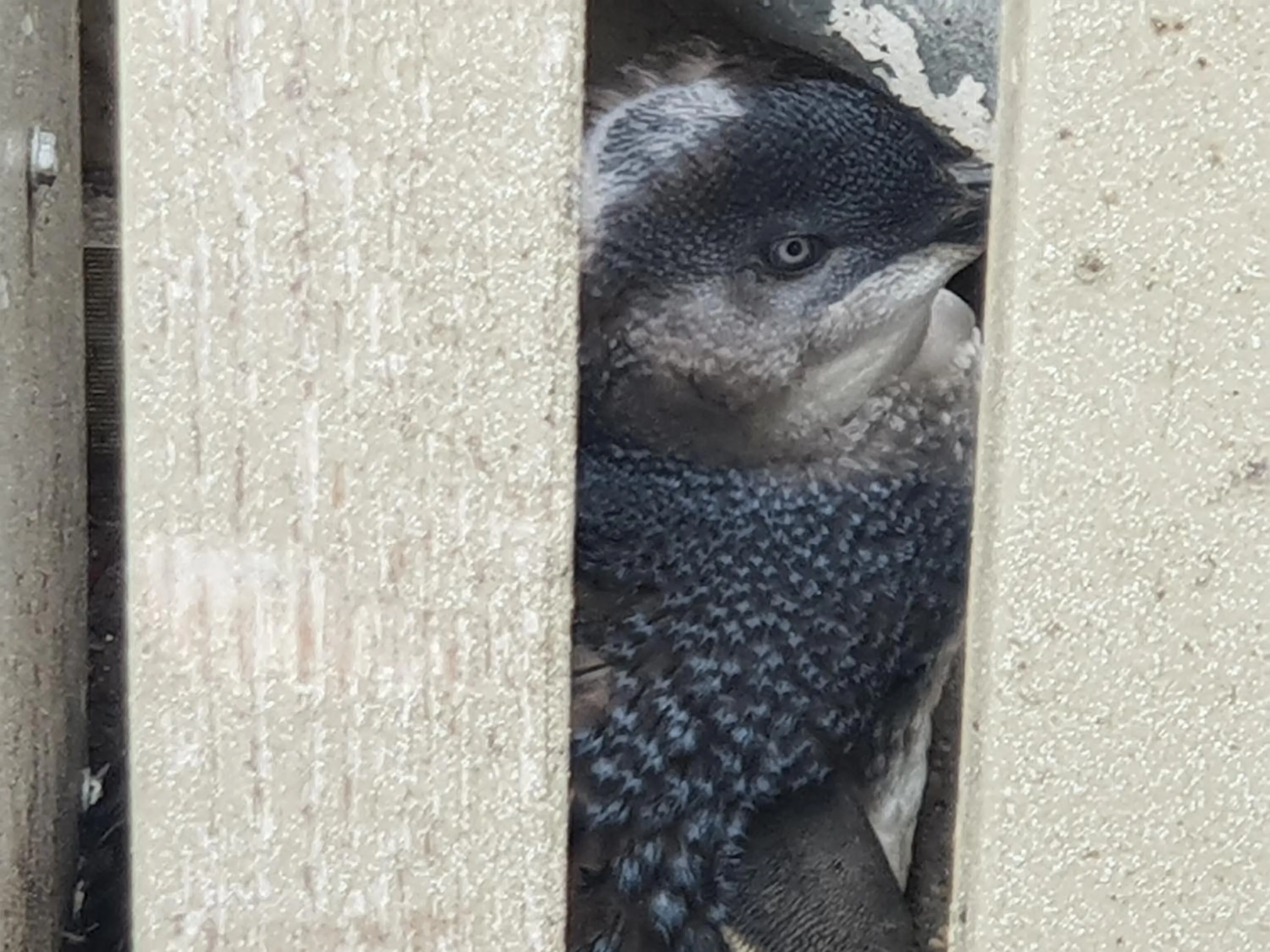 Animals in Diamond Island Resort, Restaurant & Bar and Penguin Show