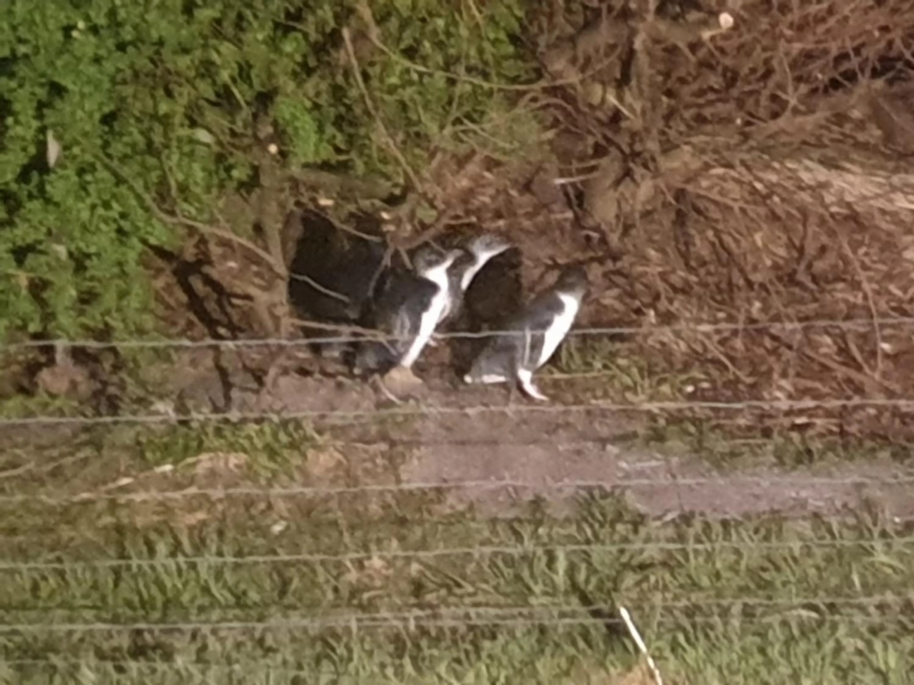 Animals in Diamond Island Resort, Restaurant & Bar and Penguin Show