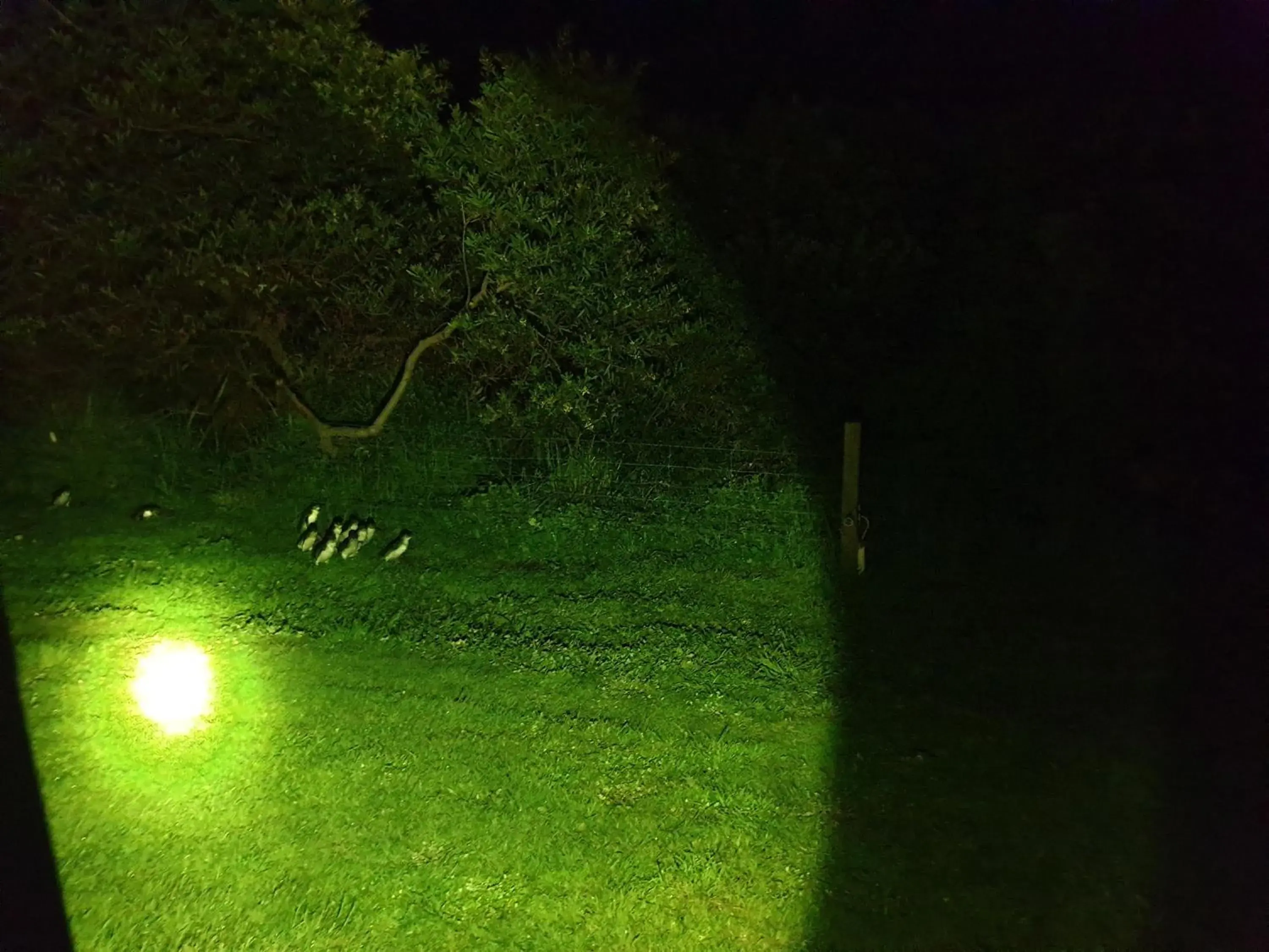 Night in Diamond Island Resort, Restaurant & Bar and Penguin Show Night in Diamond Island Resort, Restaurant & Bar and Penguin Show