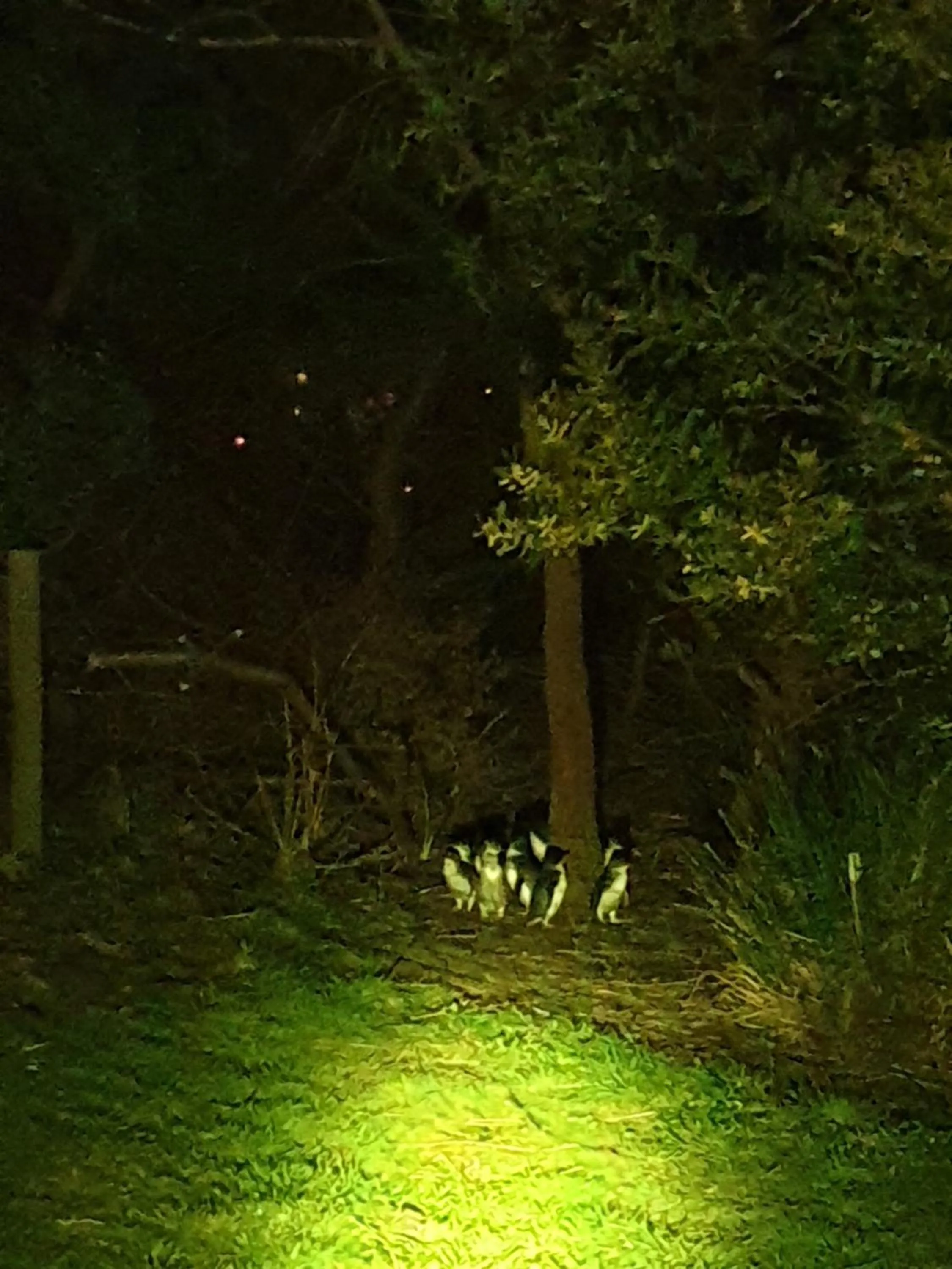 Night in Diamond Island Resort, Restaurant & Bar and Penguin Show