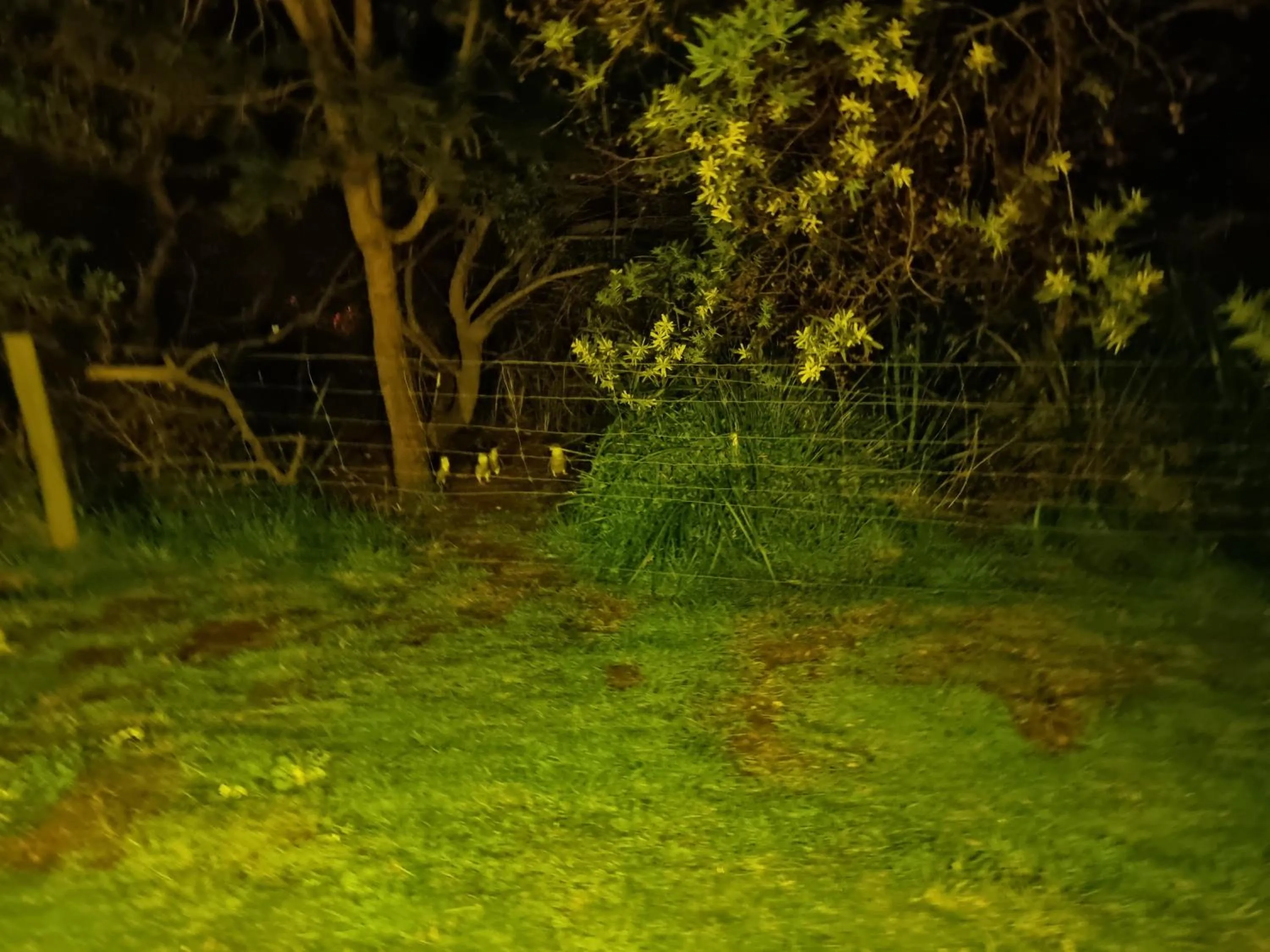 Night in Diamond Island Resort, Restaurant & Bar and Penguin Show