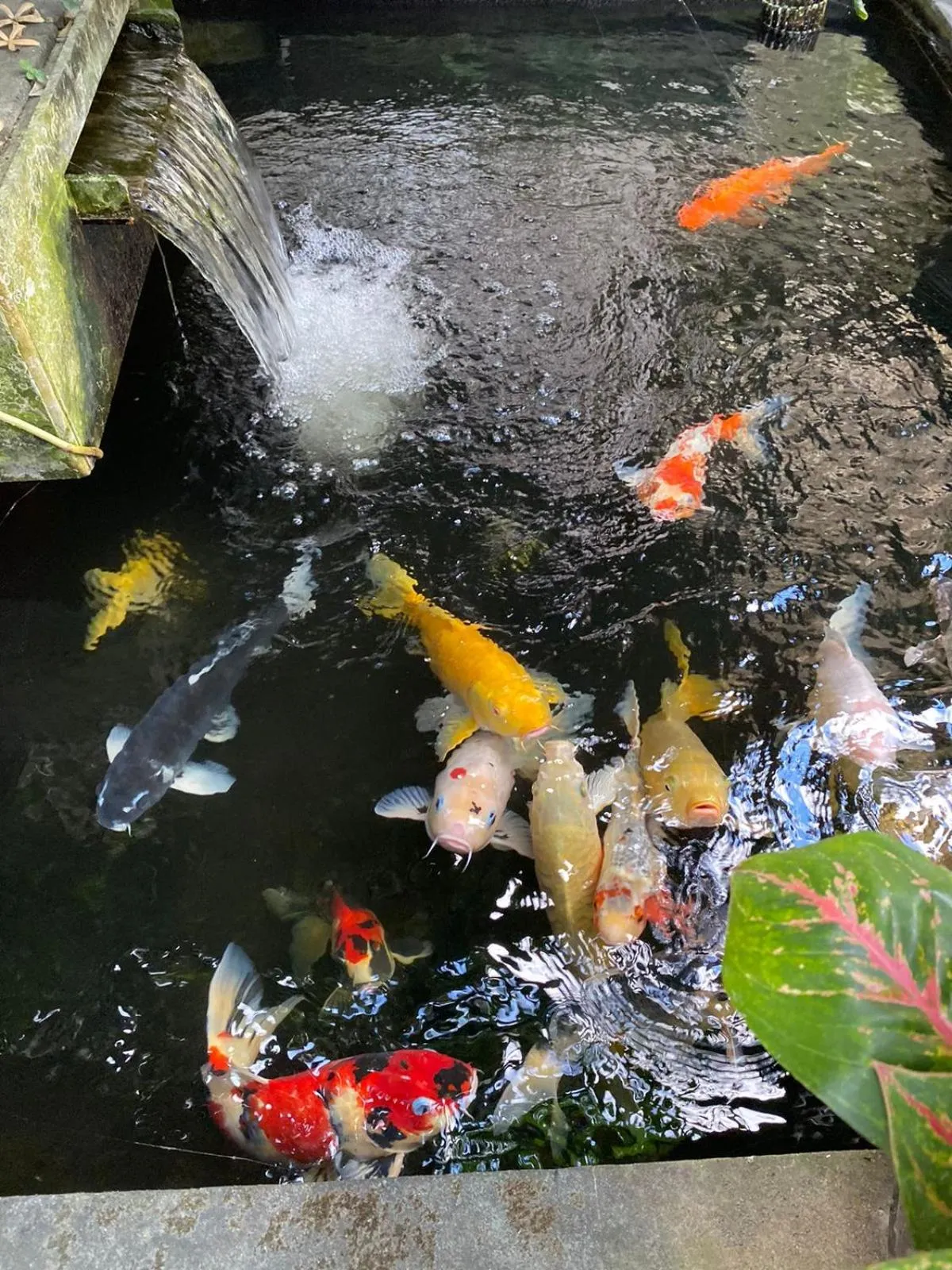 Animals in Bagus Homestay