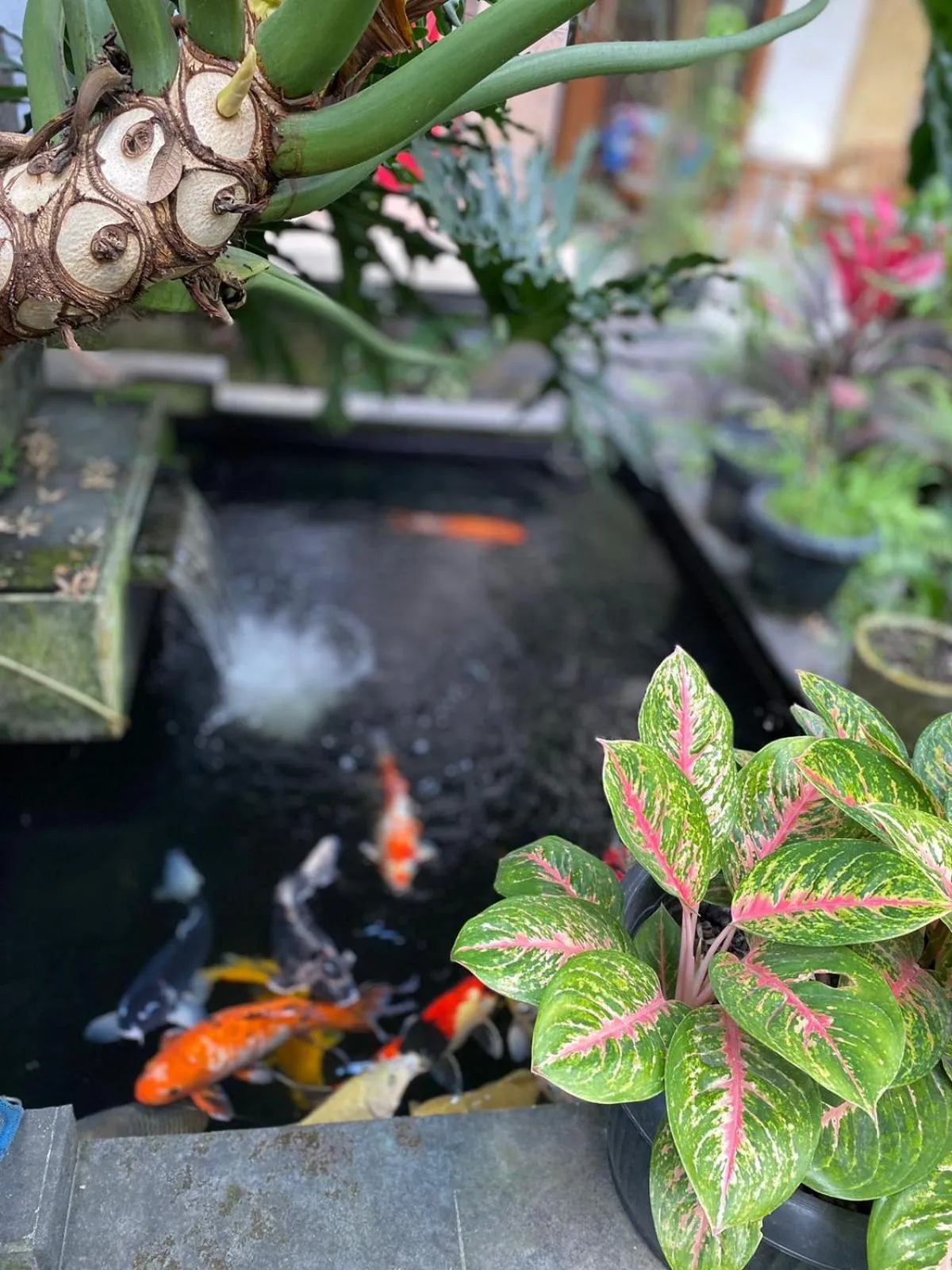 Garden view in Bagus Homestay