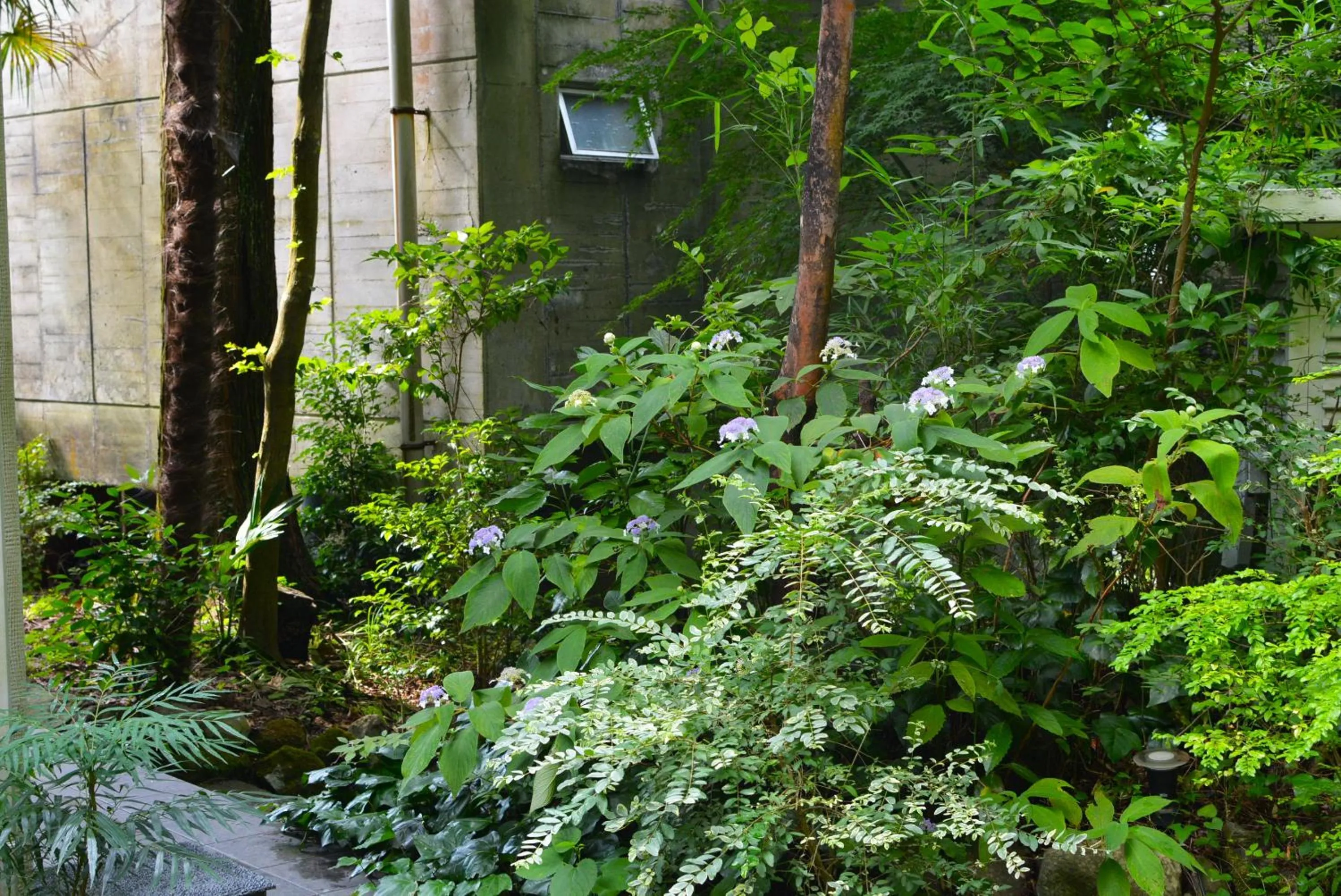 Garden in Hakone Mori No Yado