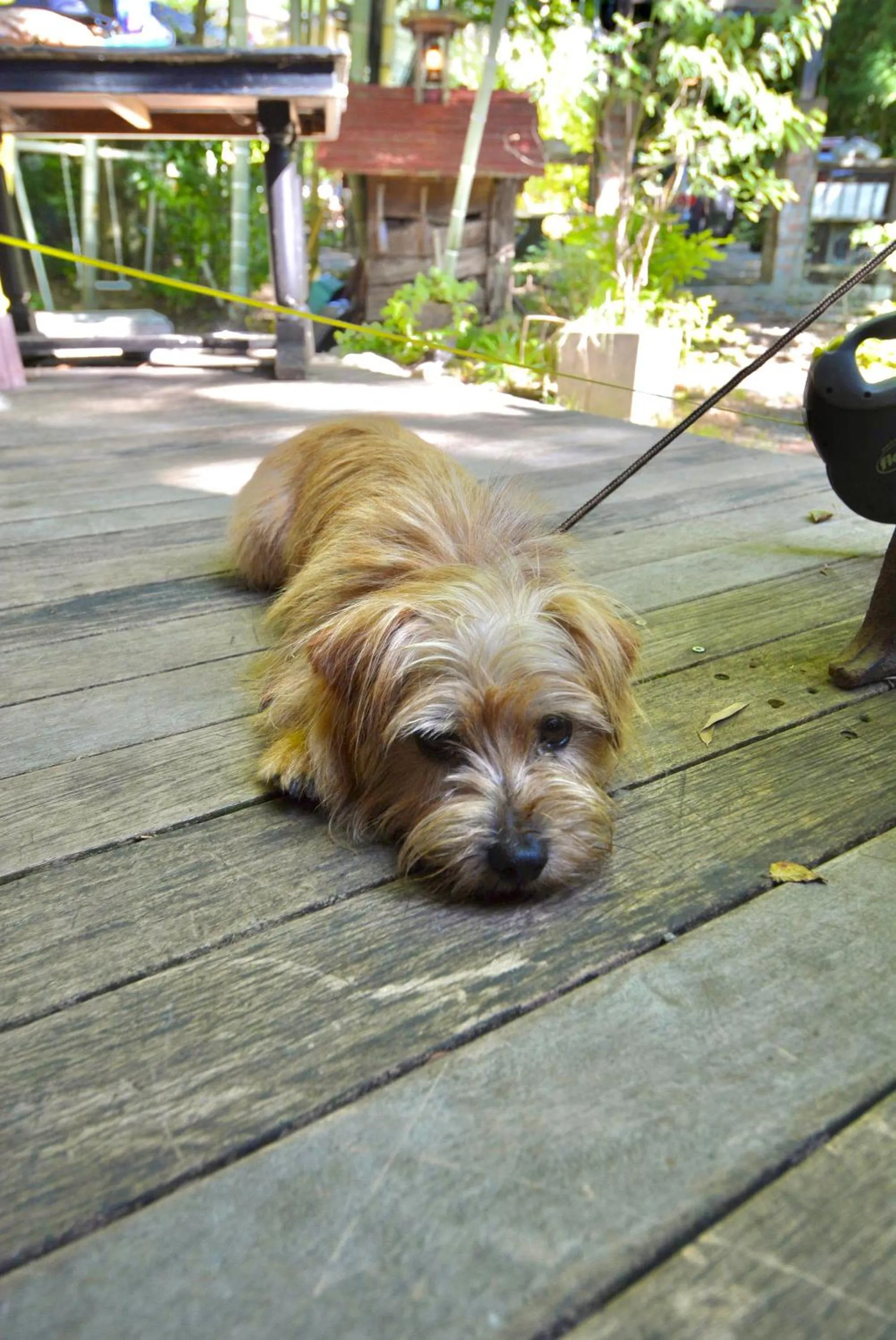 Pets in Hakone Mori No Yado