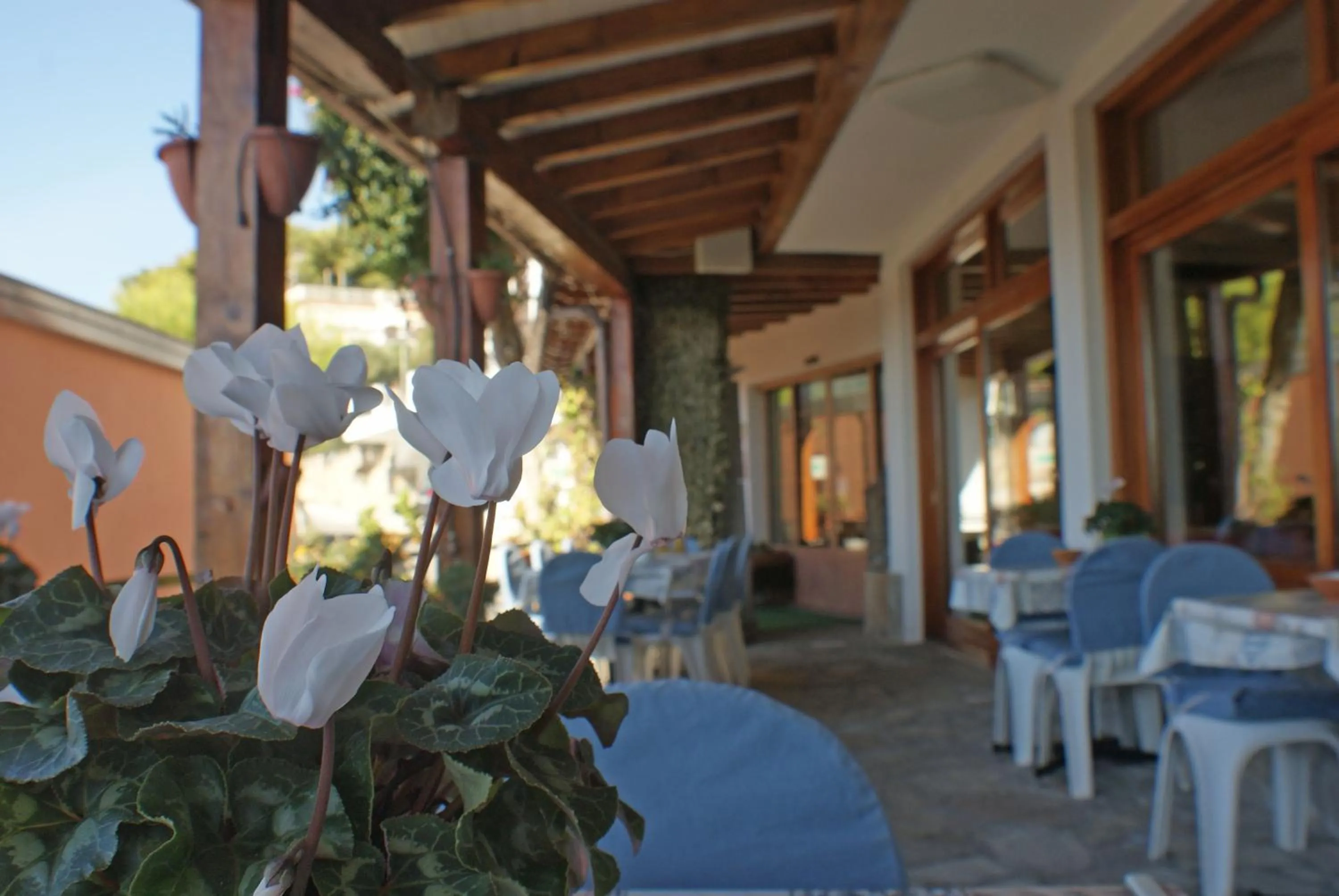 Balcony/Terrace in Albergo La Pineta