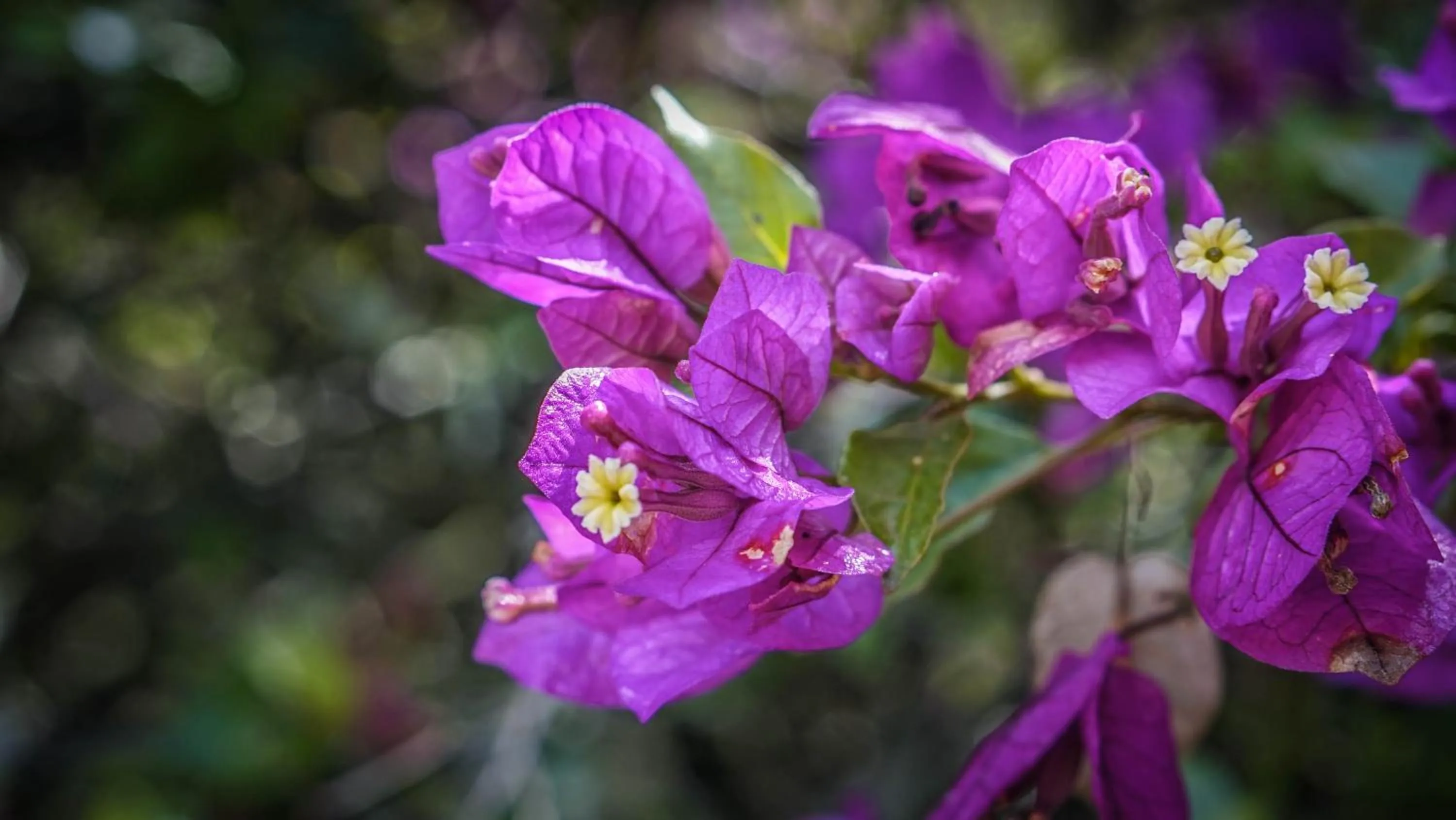 Garden in Hosteria Museart Pantavi
