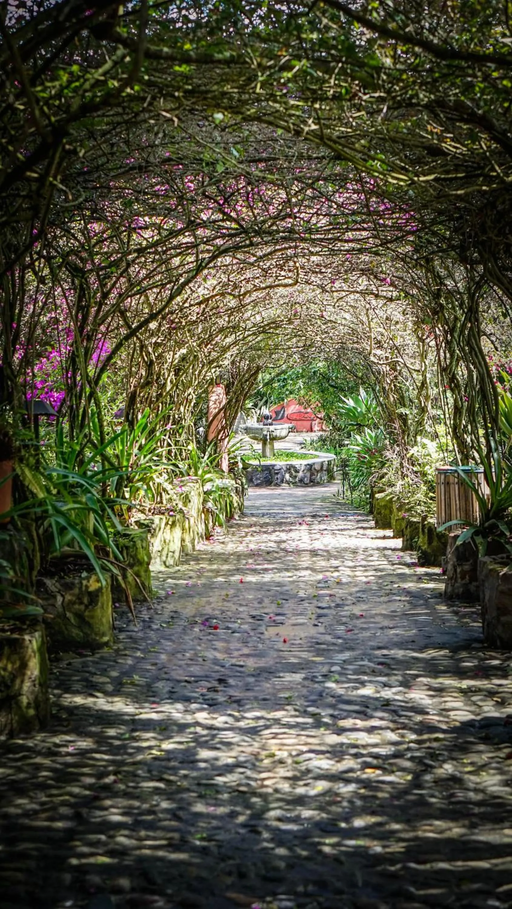 Garden in Hosteria Museart Pantavi