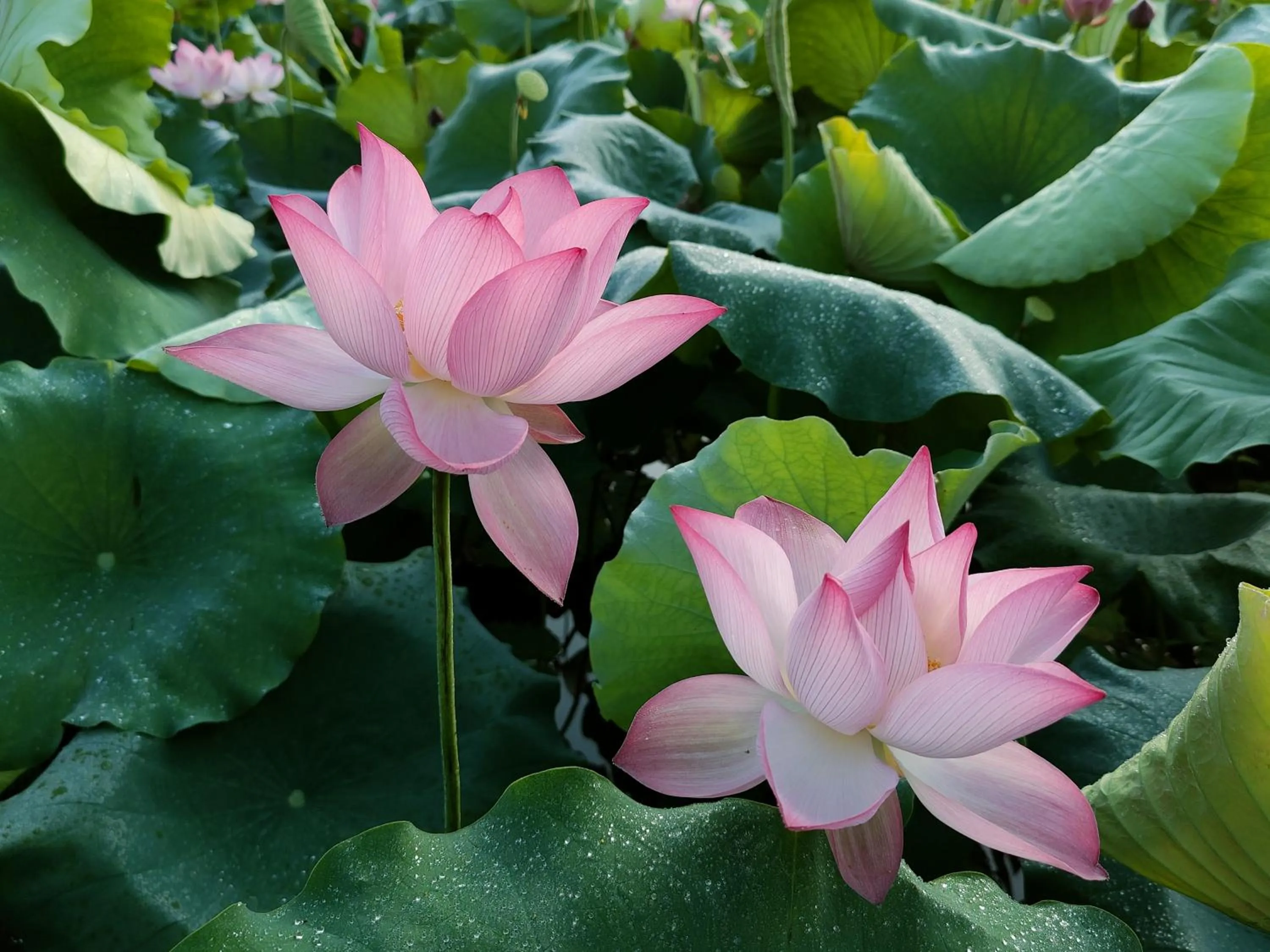 Summer in Yangshuo Tea Cozy--one way Free pick up from airport or TS 4 nights