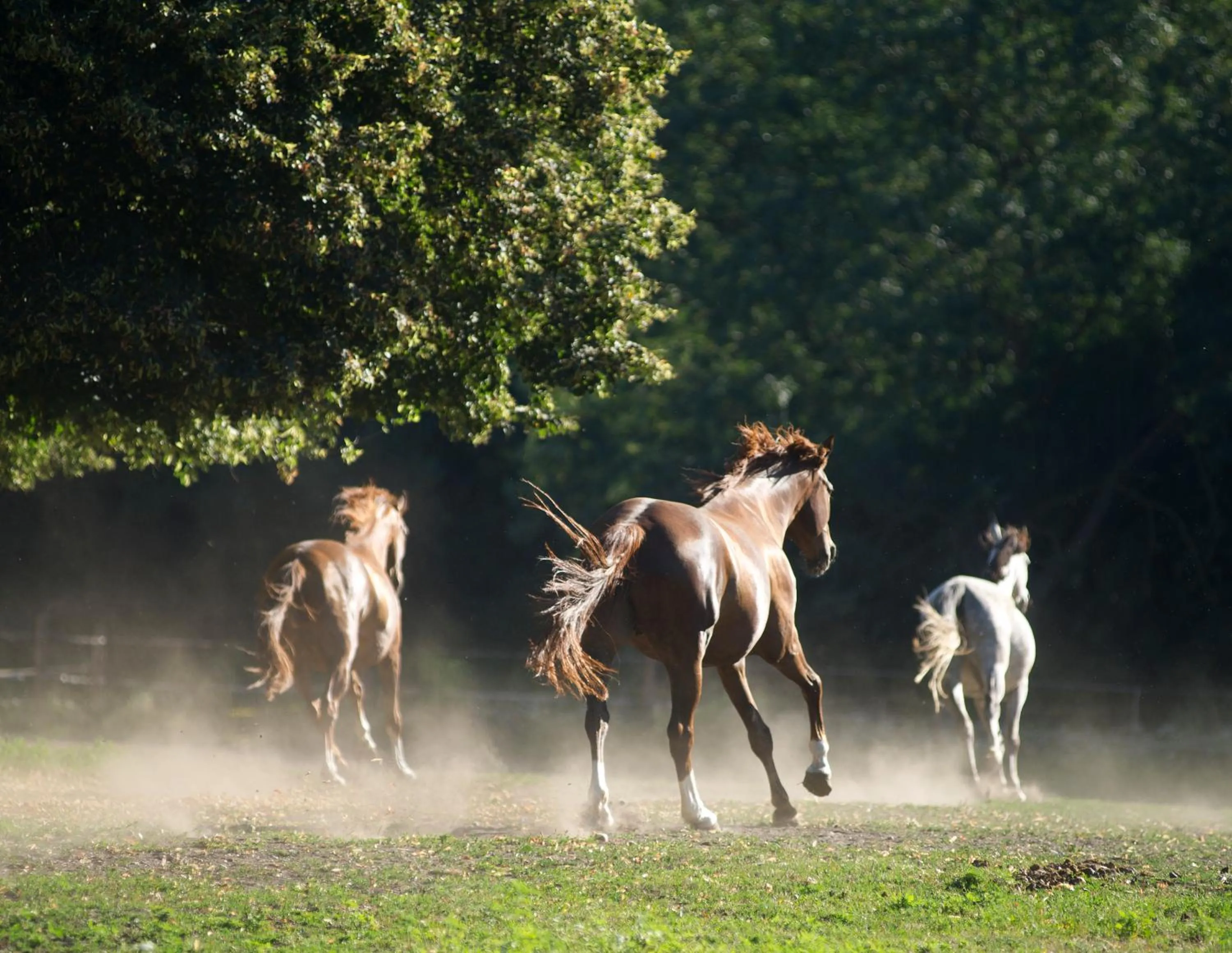 Day in Vadkert Major