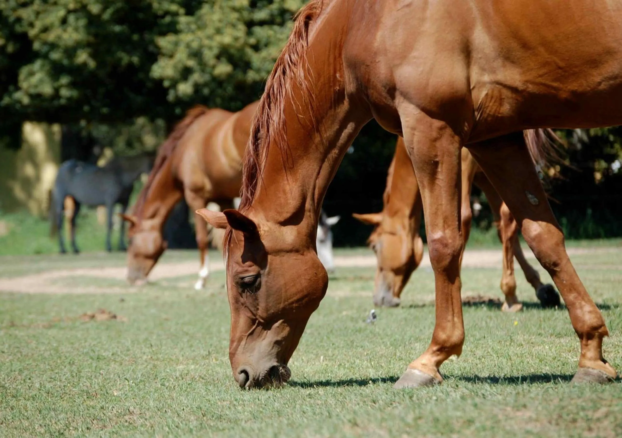 Day in Vadkert Major