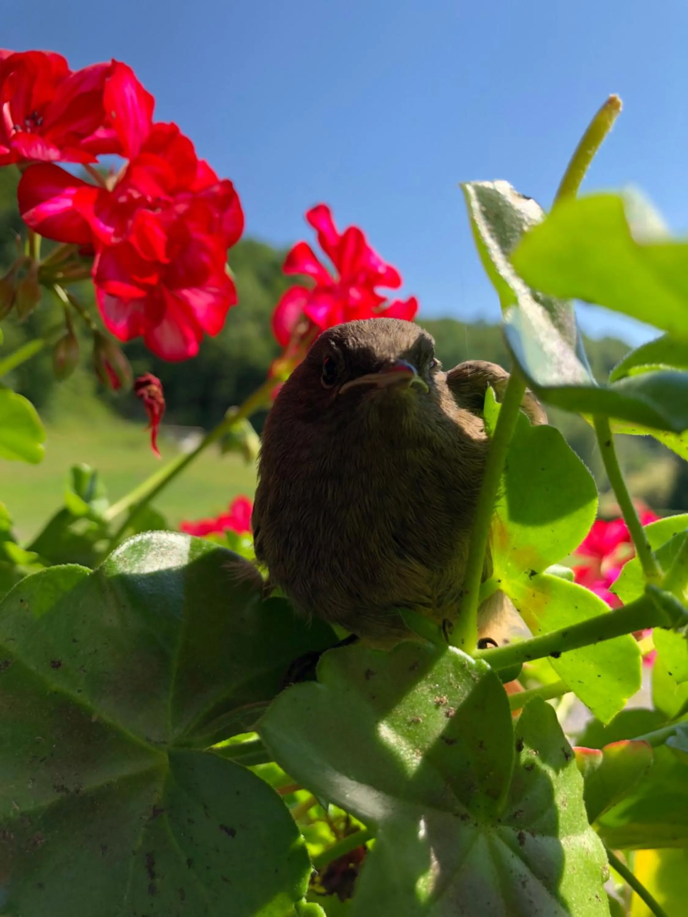 Property building in Valea Salbatica