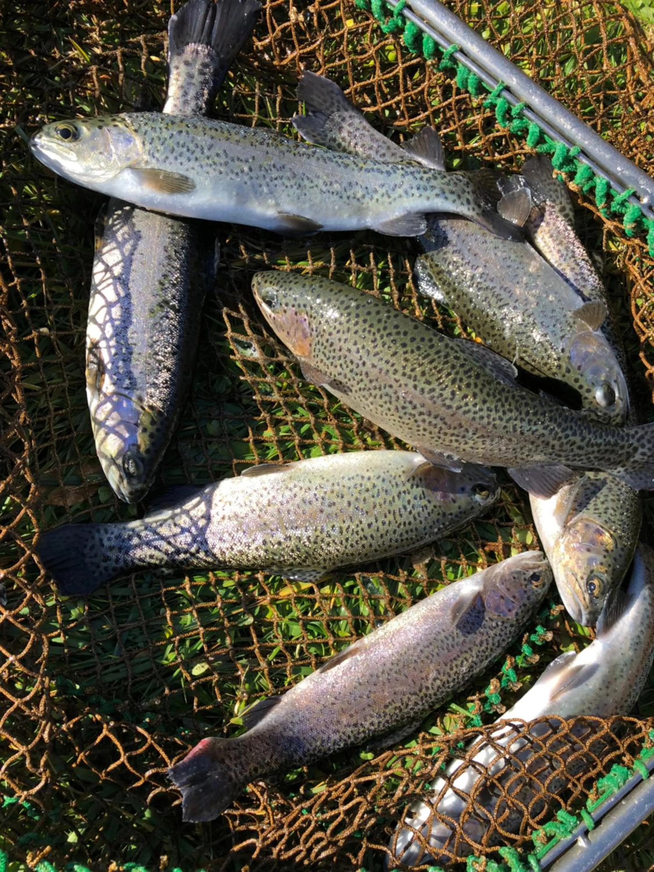 Property building in Valea Salbatica