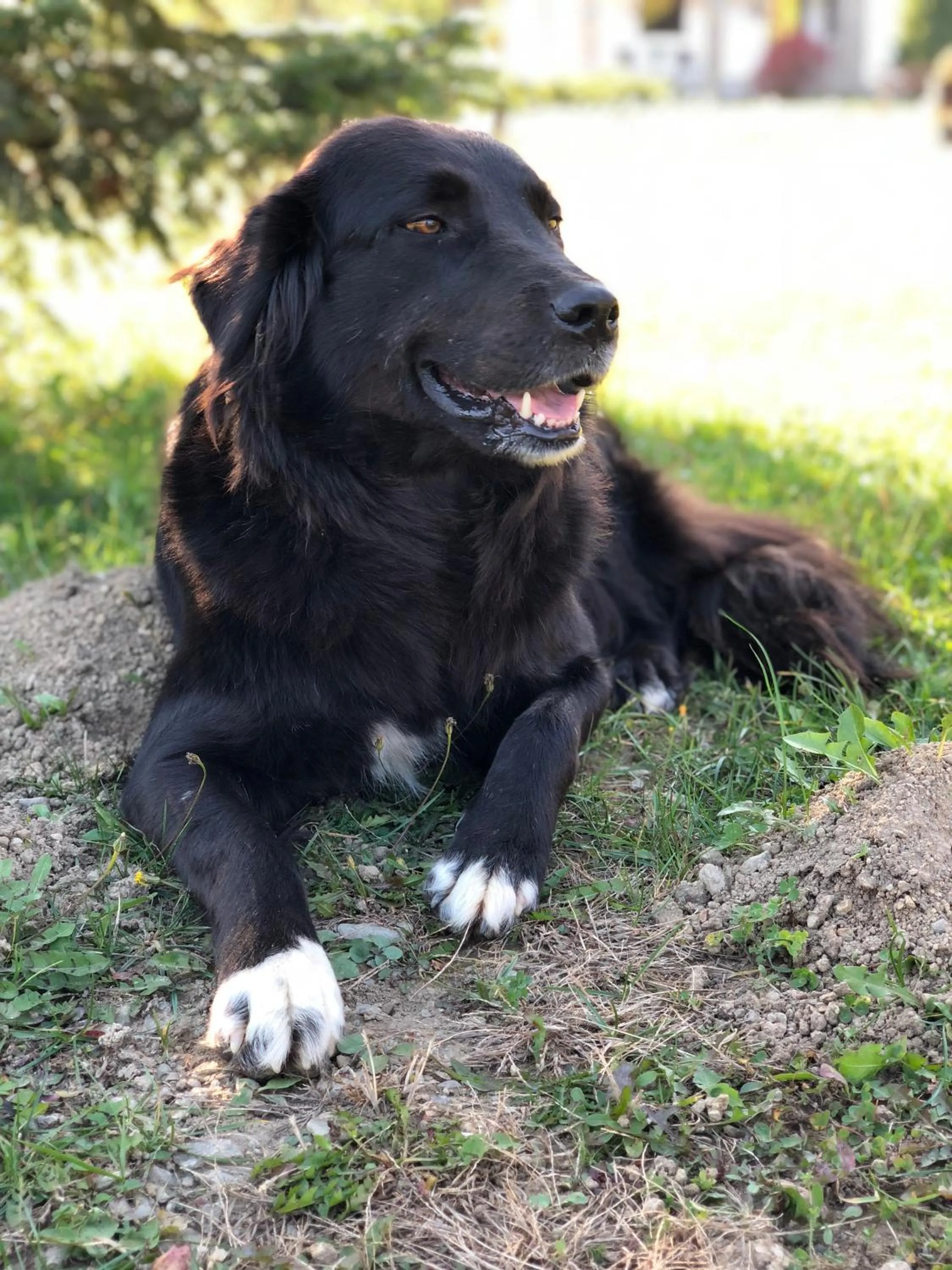 Property building in Valea Salbatica