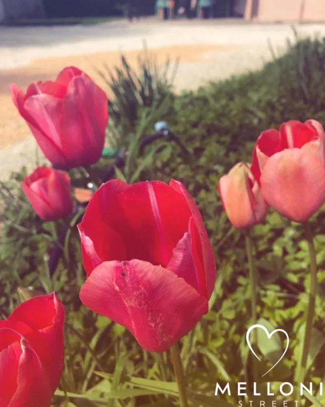 B&B MELLONI STREET