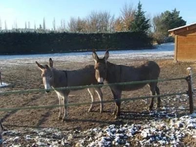 Pets in La Milane
