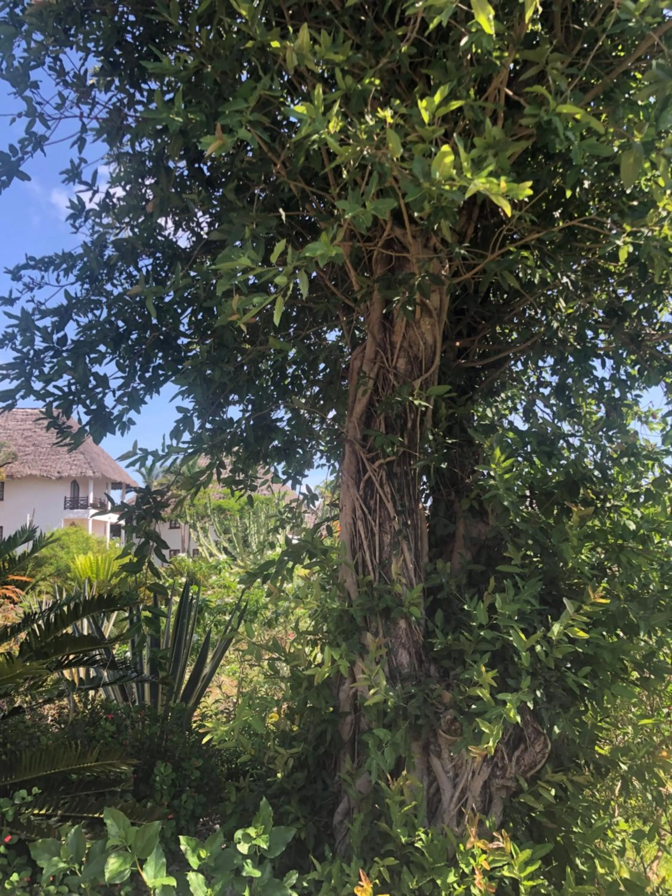Garden in Bluebay Beach Resort & Spa