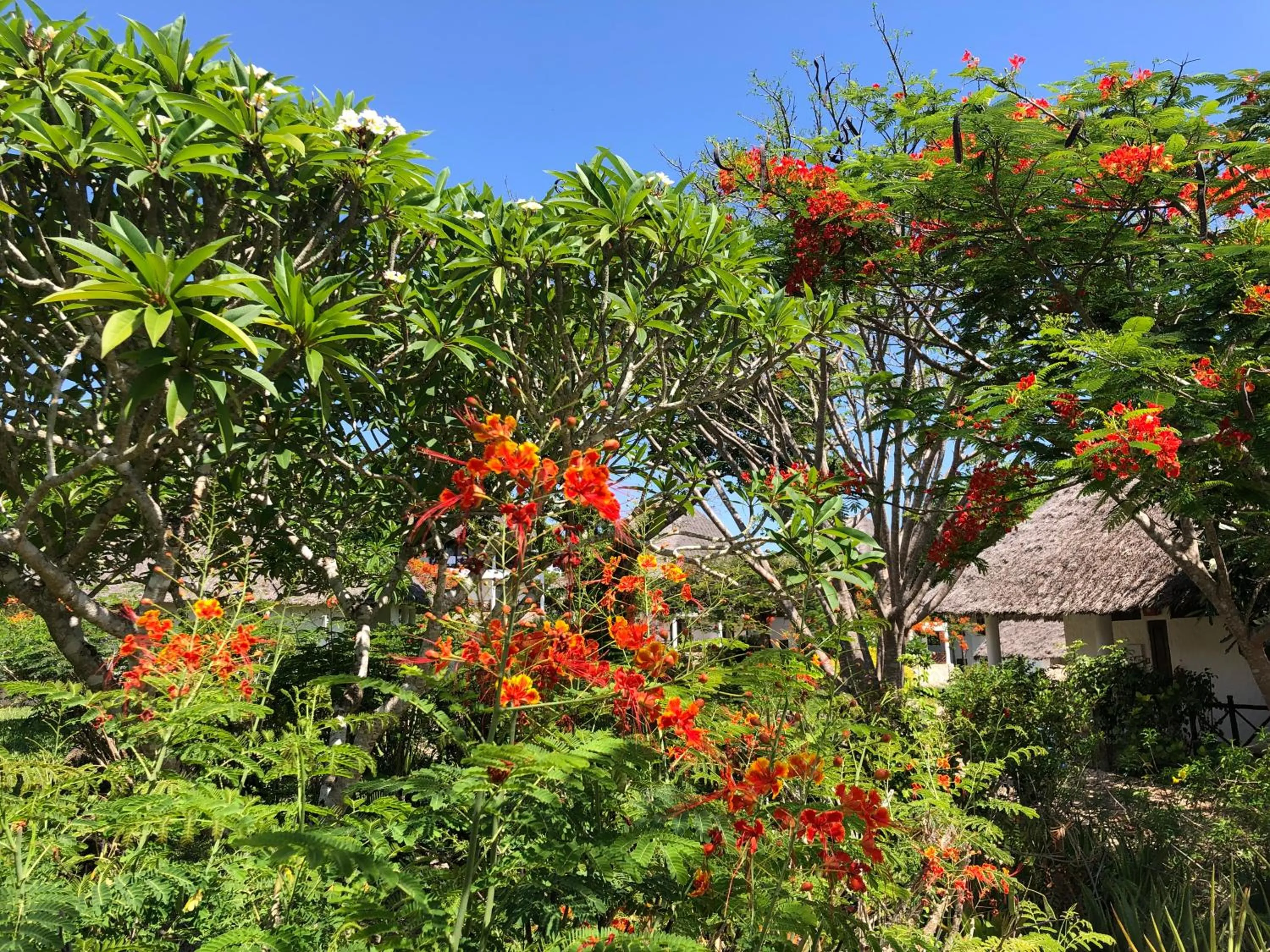 Garden in Bluebay Beach Resort & Spa