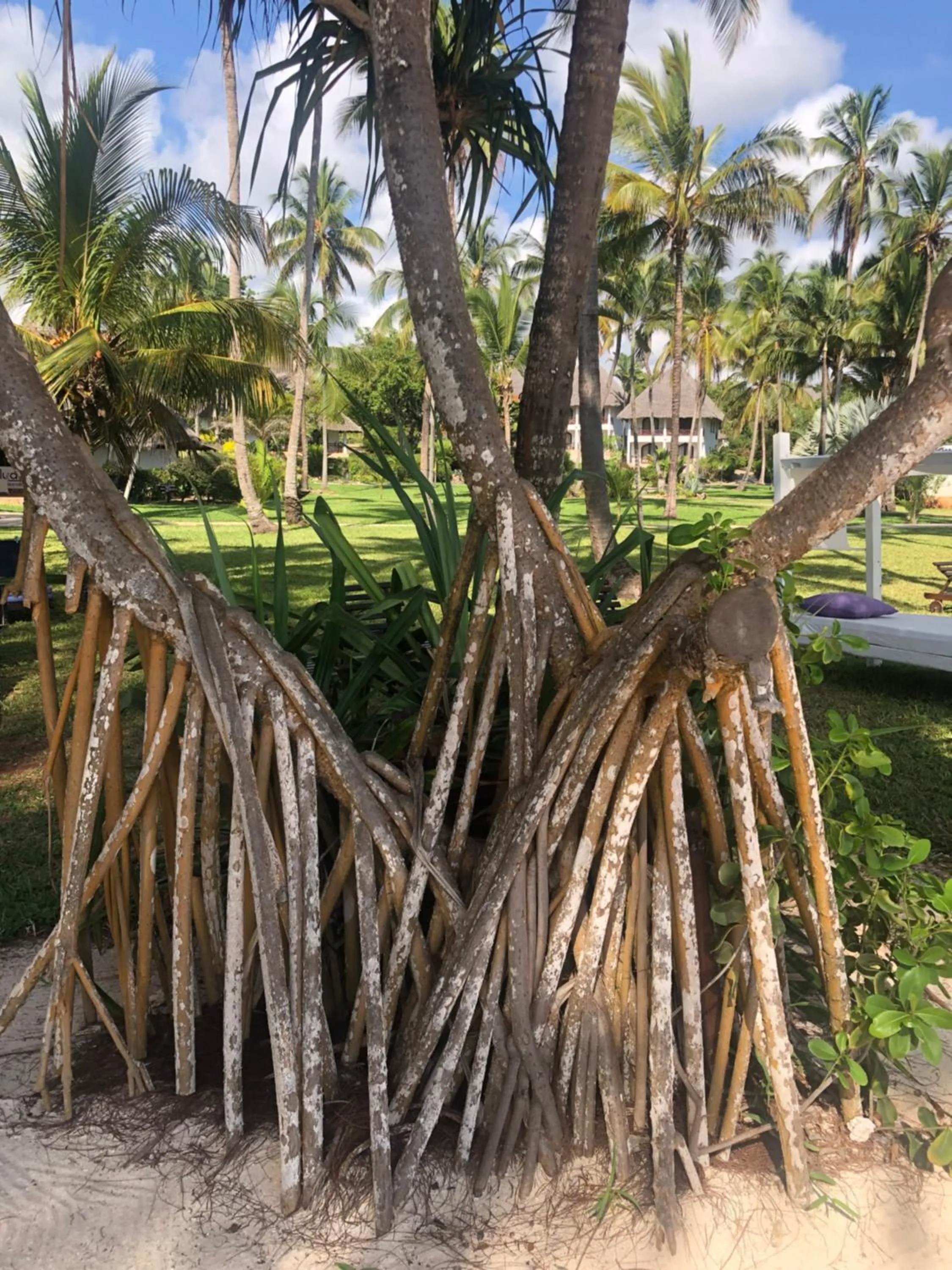 Garden in Bluebay Beach Resort & Spa