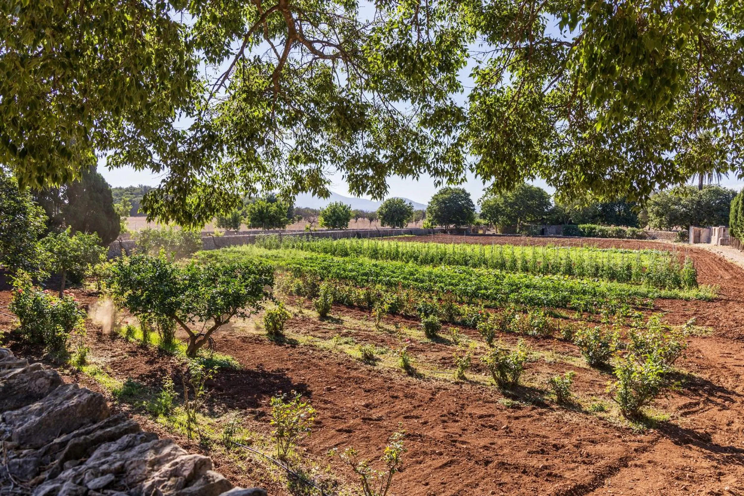 Natural landscape in Hotel Llenaire