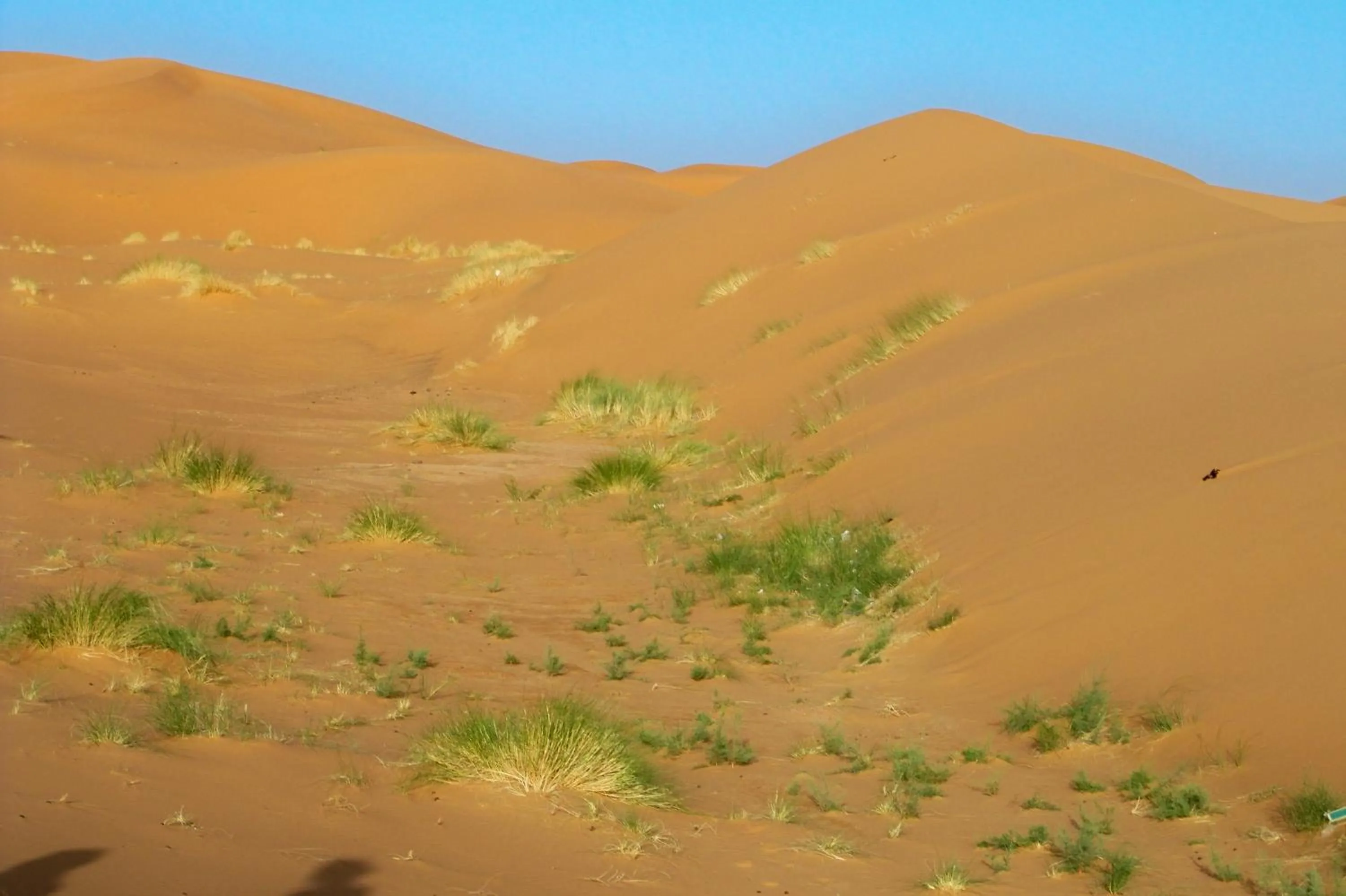 Entertainment in Kasbah Tamariste