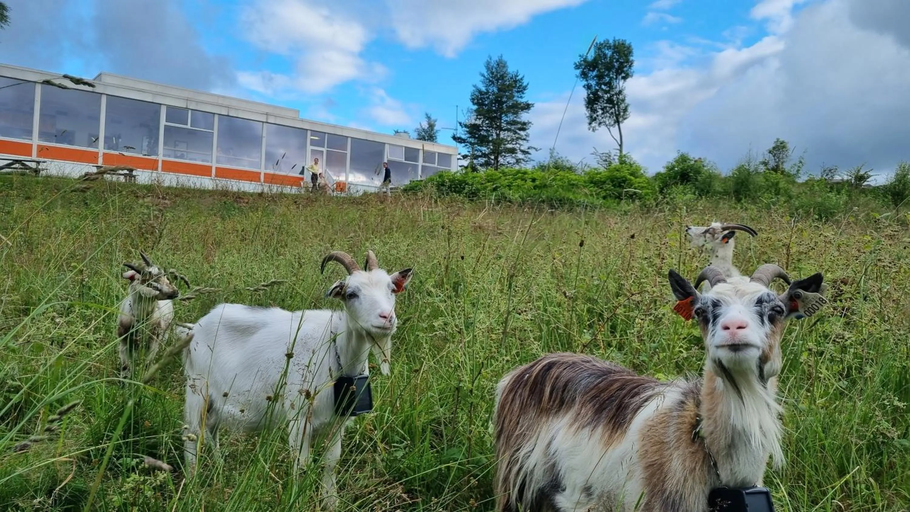 Garden in Bergen Hostel Montana