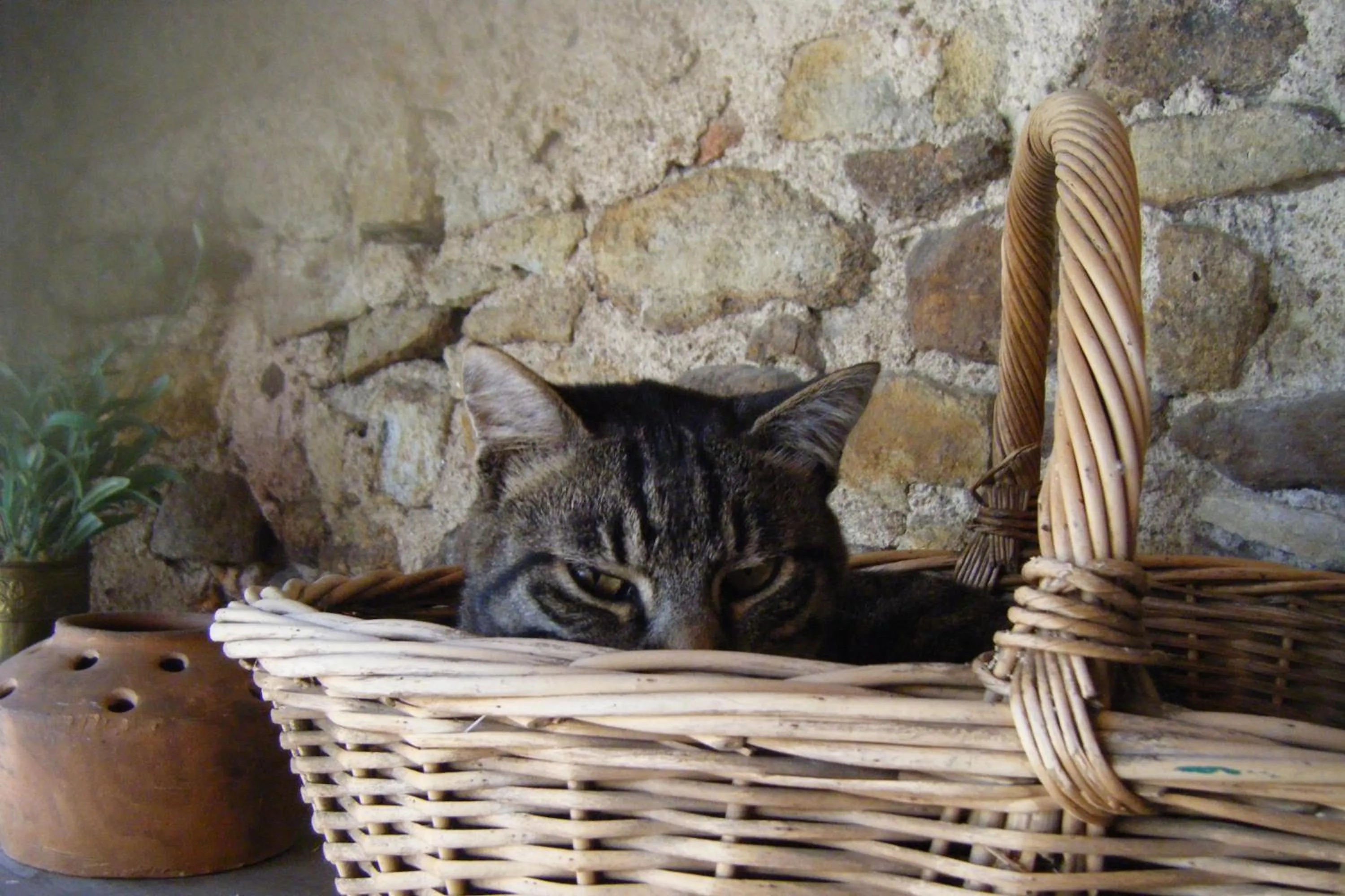 Pets in Le Clos Goëlle