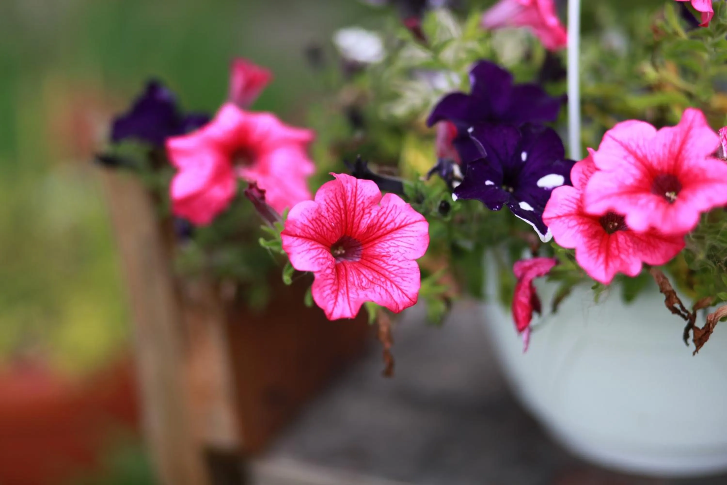 Garden in Historic Hotel Alte Goste