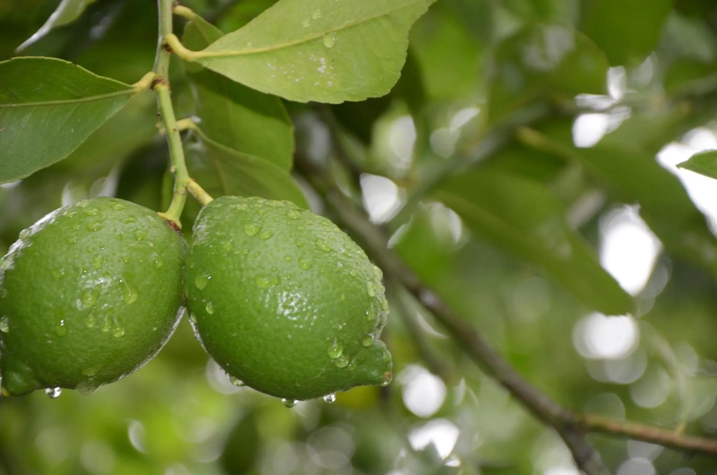 Day in Magnolia Place Guest Houses