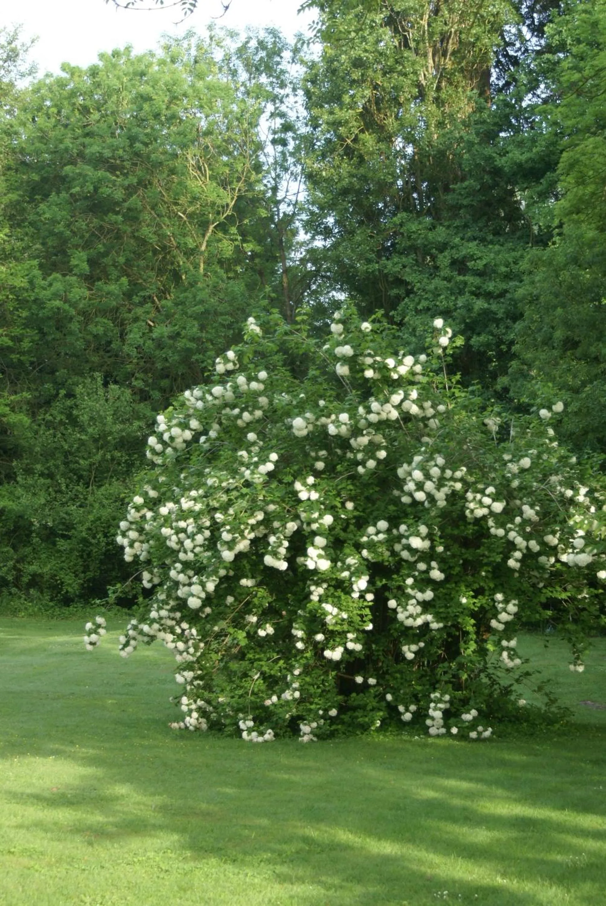 Garden view in Le Béguinage