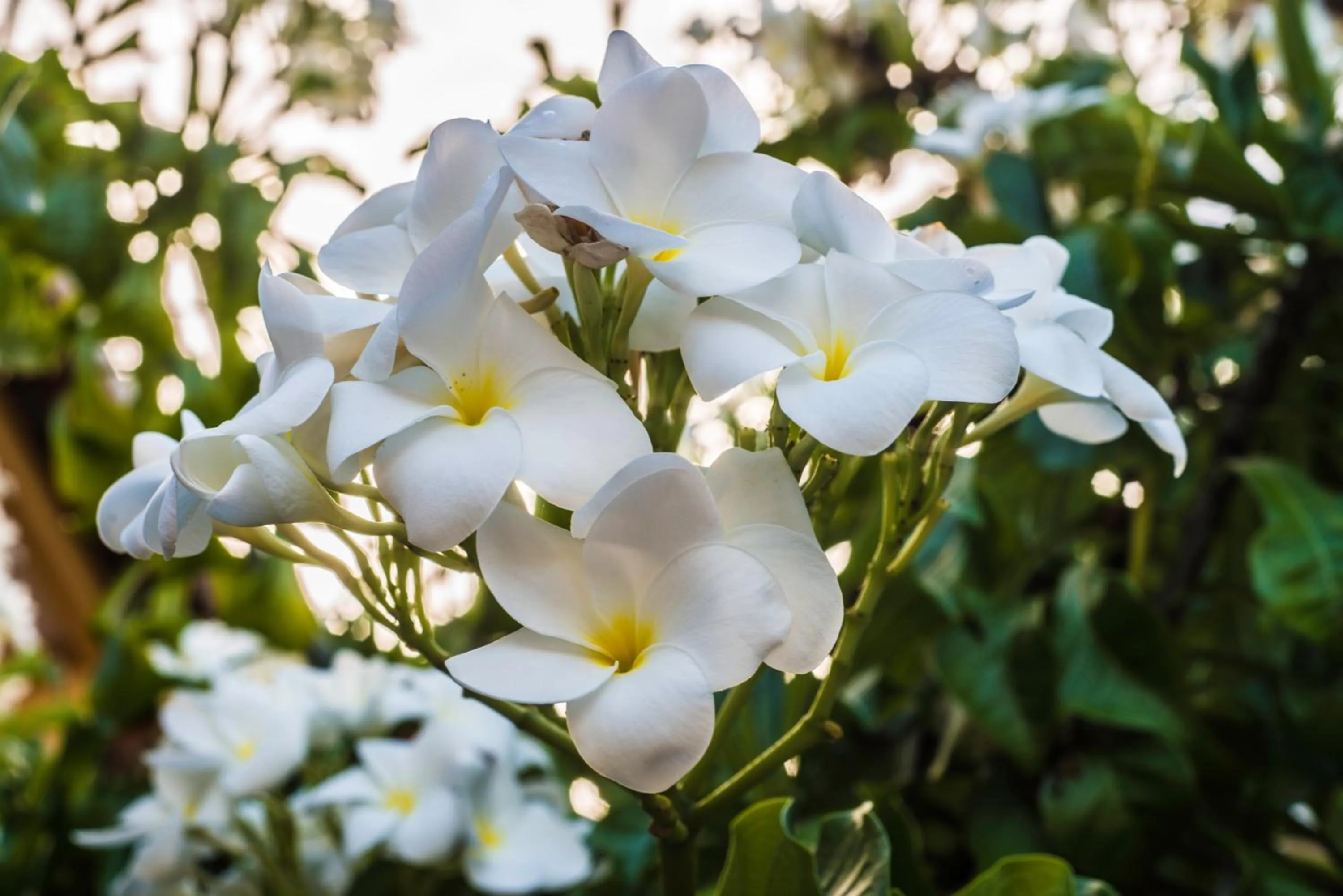 Spring in Pousada Bahia Bella