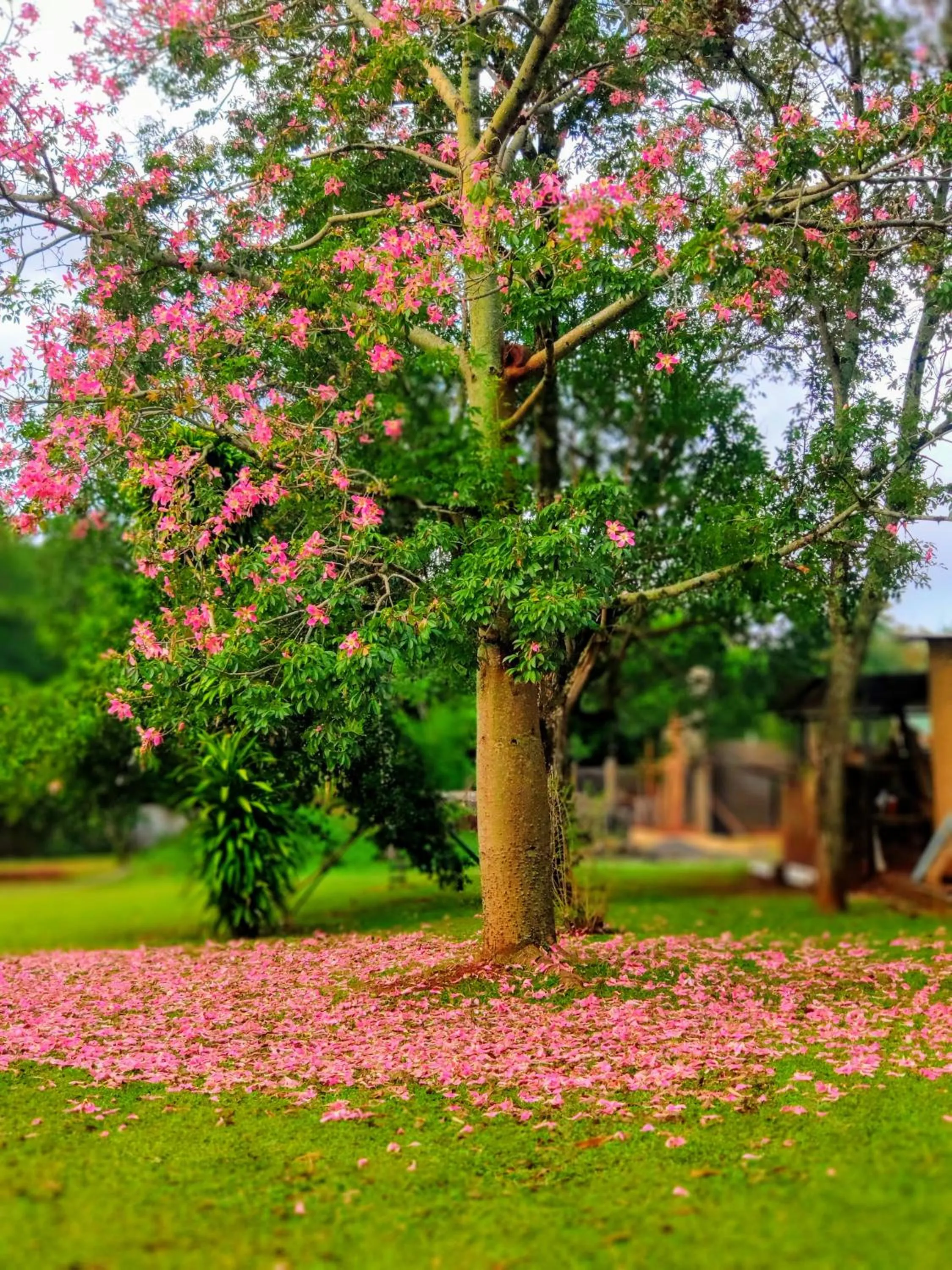 Garden in Posada 21 Oranges