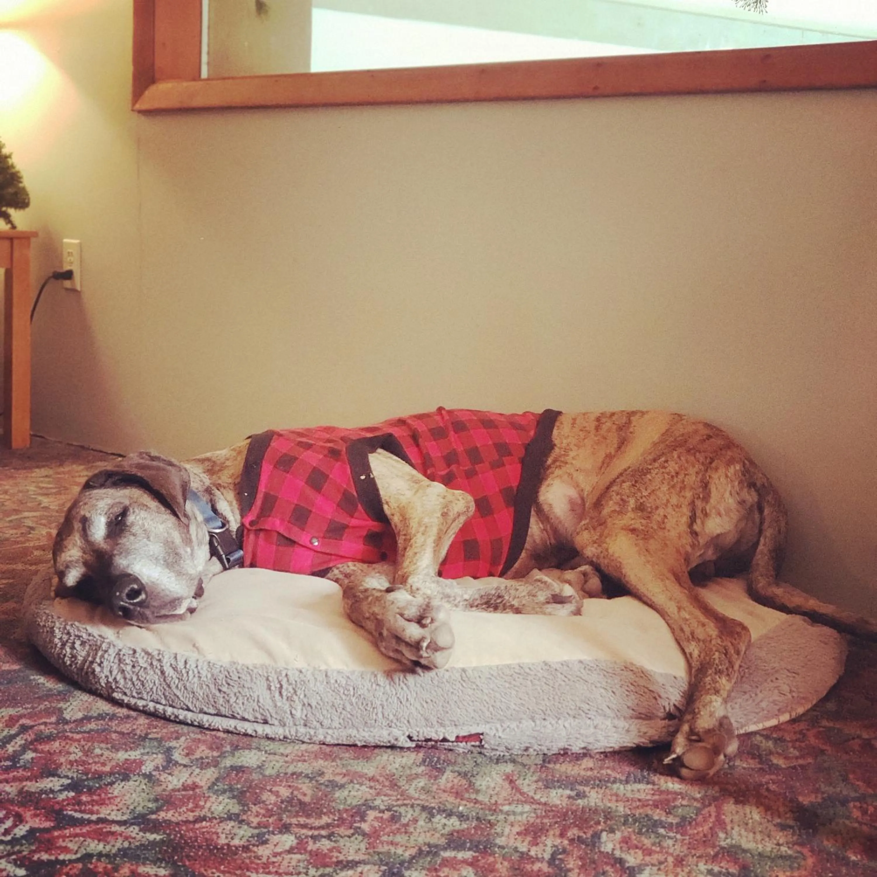 Pets in North Ironwood Acres - Black River Lodge