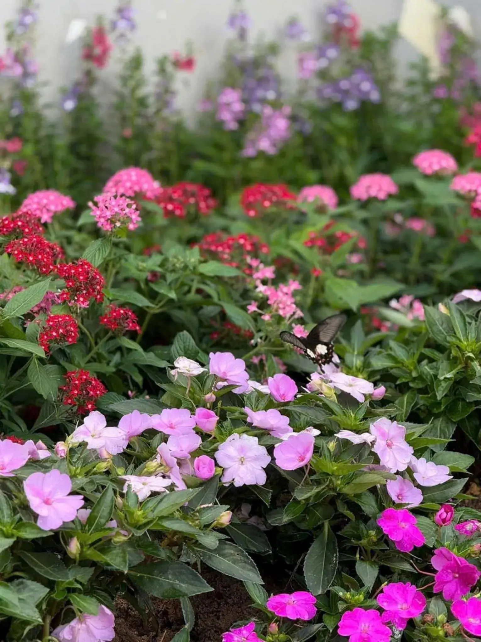 Garden view in Window 2 Hotel Garden view in Window 2 Hotel