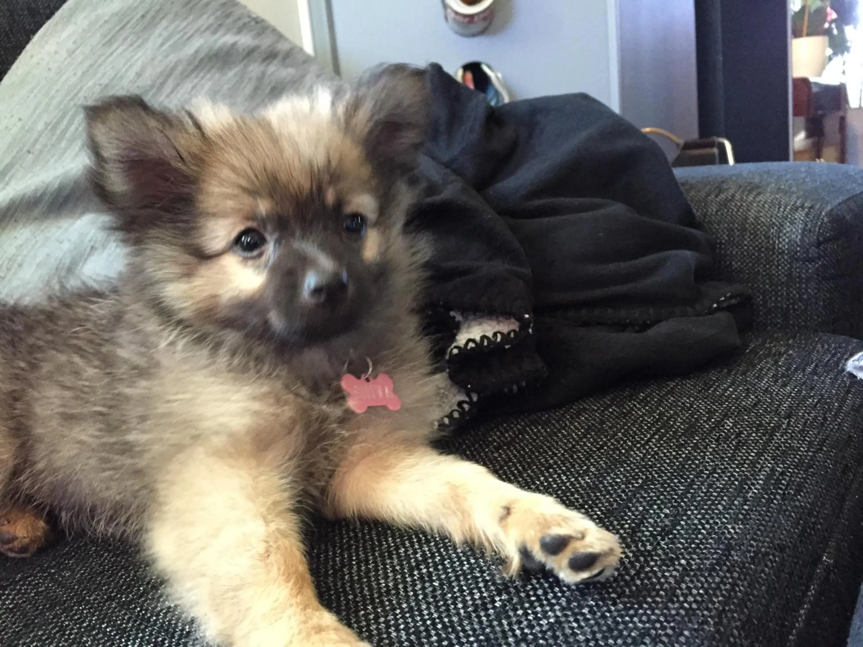 Pets in Prinsgården B&B rum stugor