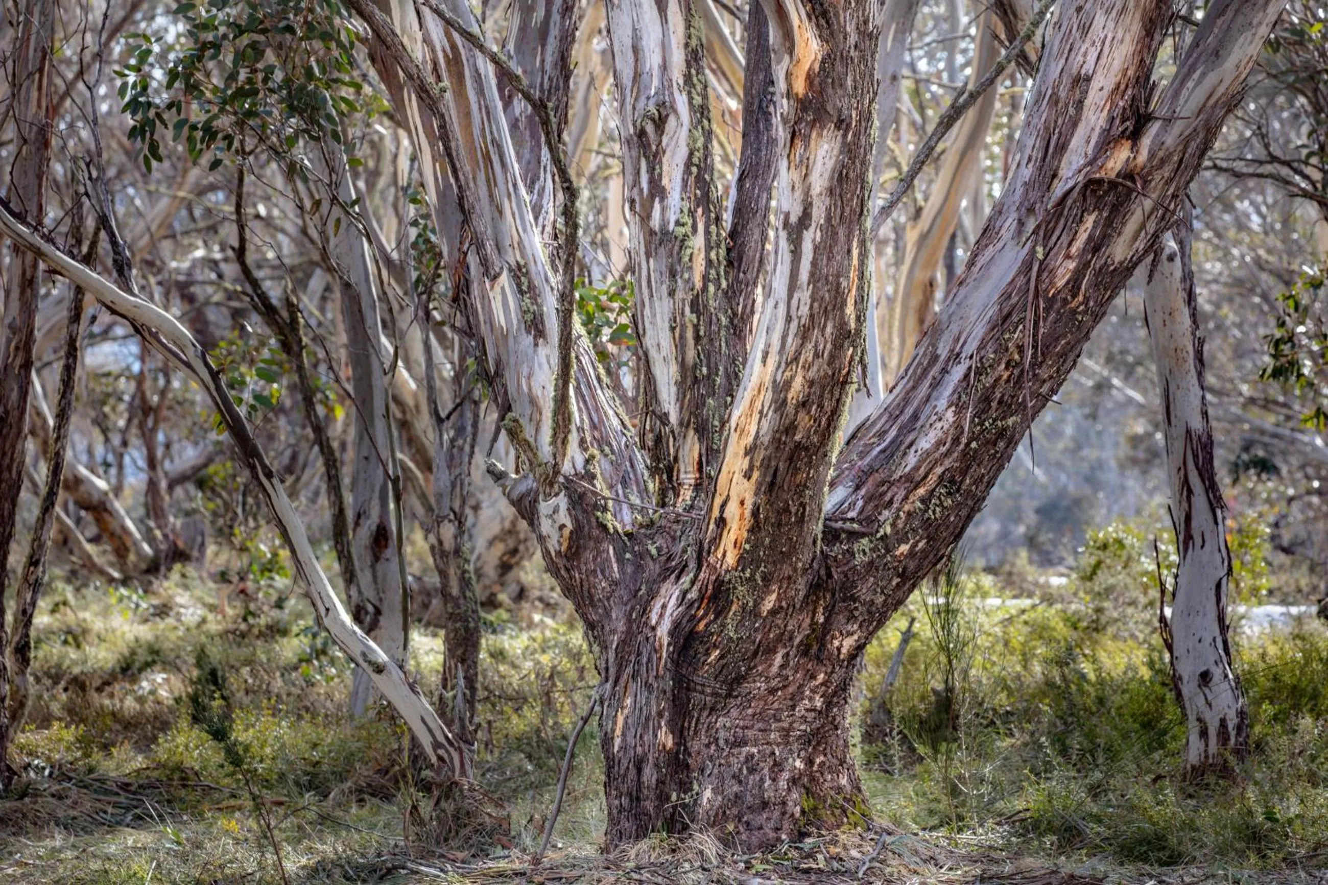 Snowgums 07
