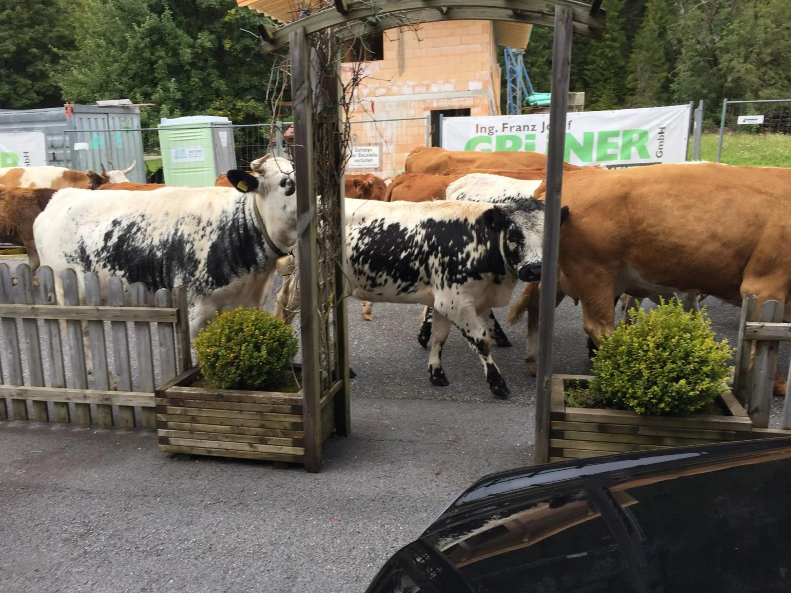 Animals in Pension und Apartments Landhaus Marie