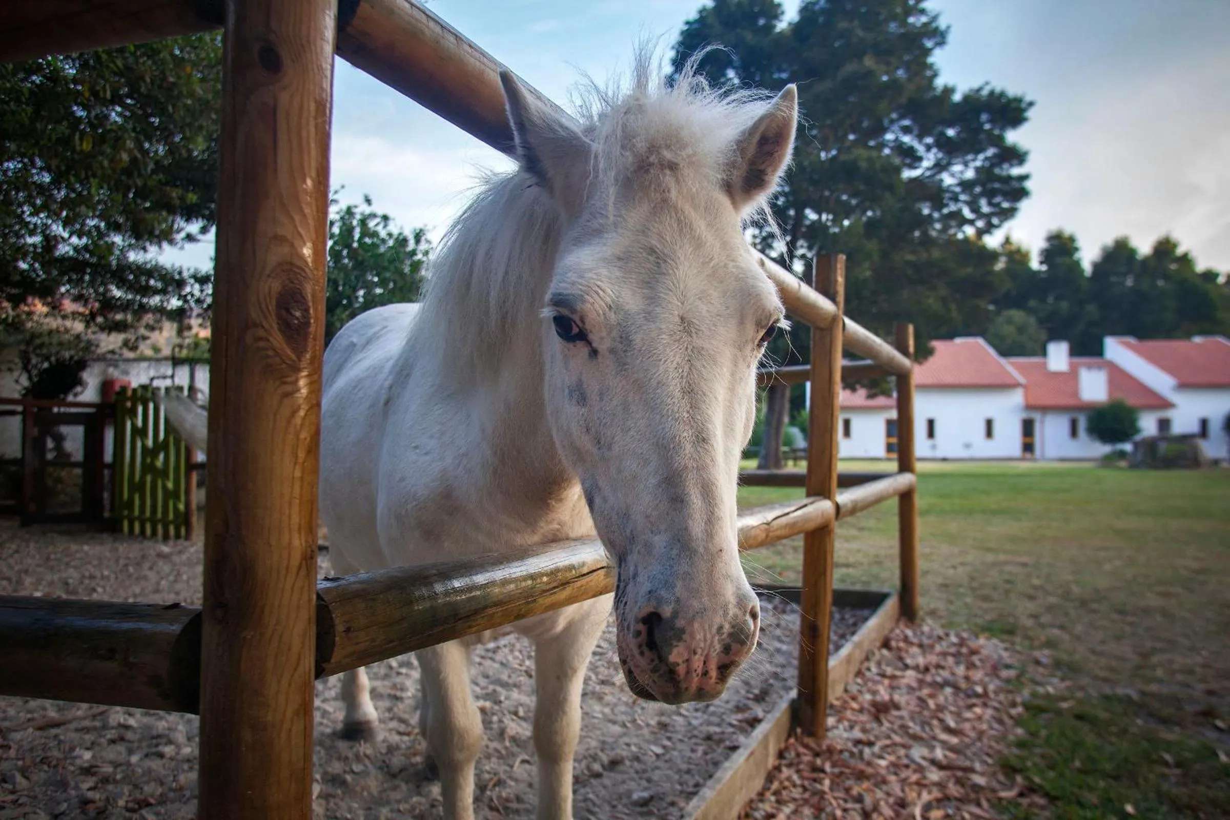 Pets in Aldeamento Turístico do Camarido, Nature & Beach Resort