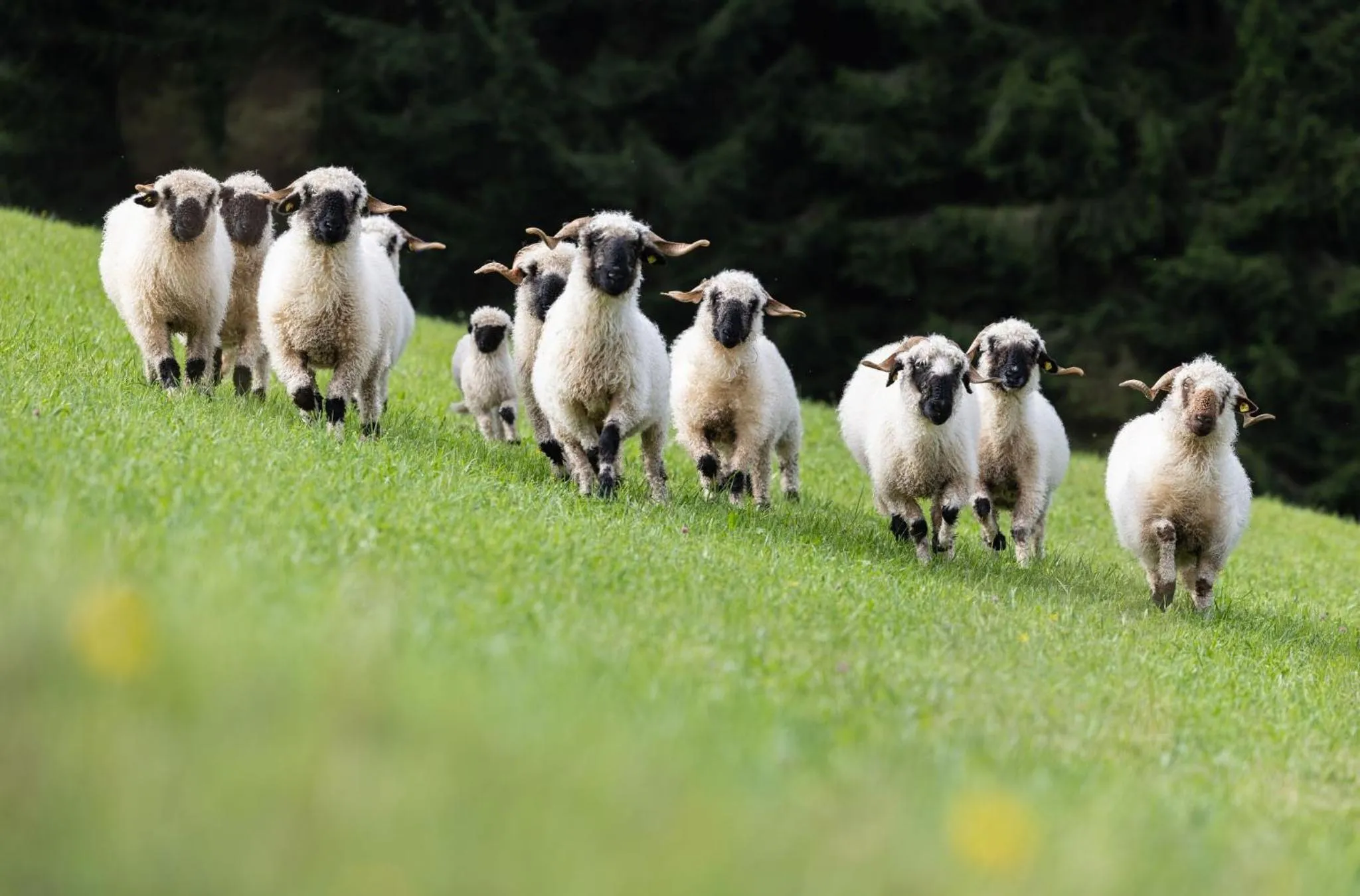 Animals in Hotel Schröckerhof
