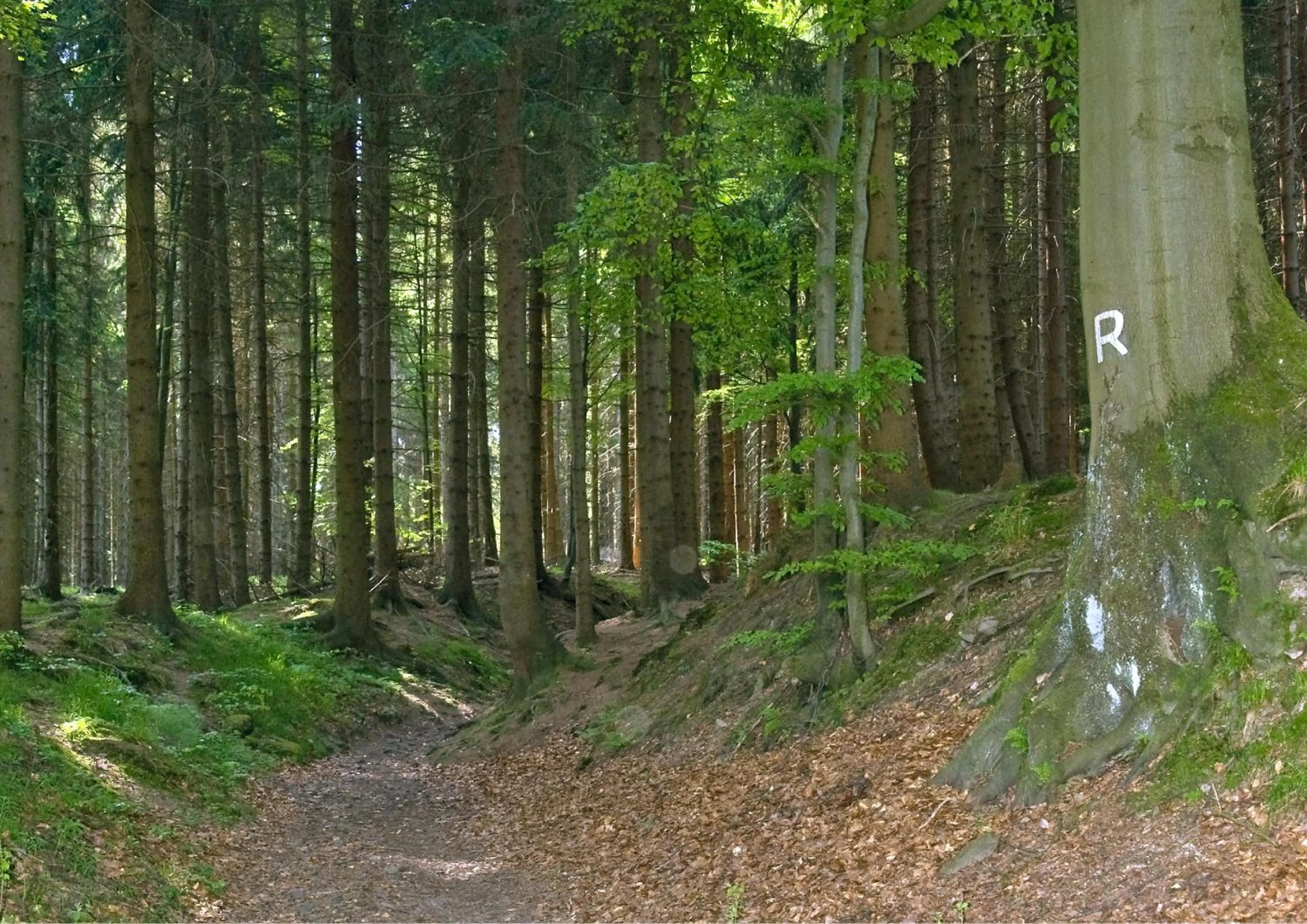 Natural landscape in Panoramaferienwohnung Bergwiese