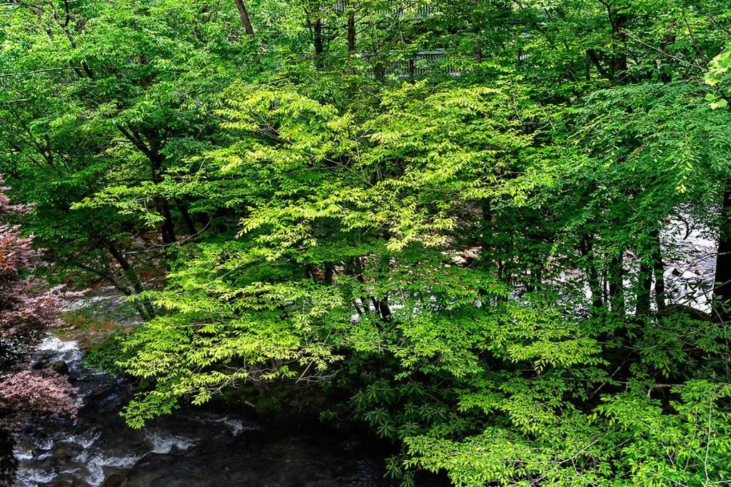 Natural landscape in Park Place Condos