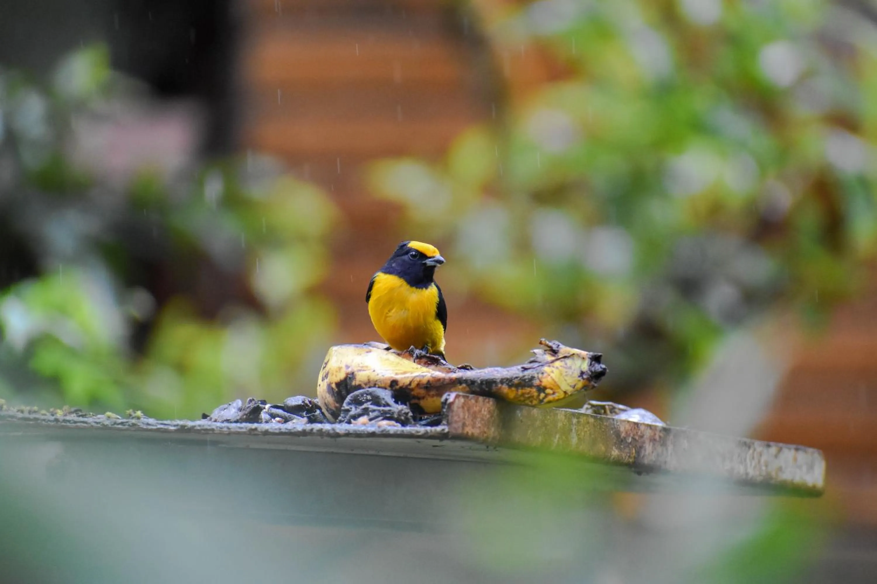 Garden in Spa Hosteria Miramelindo