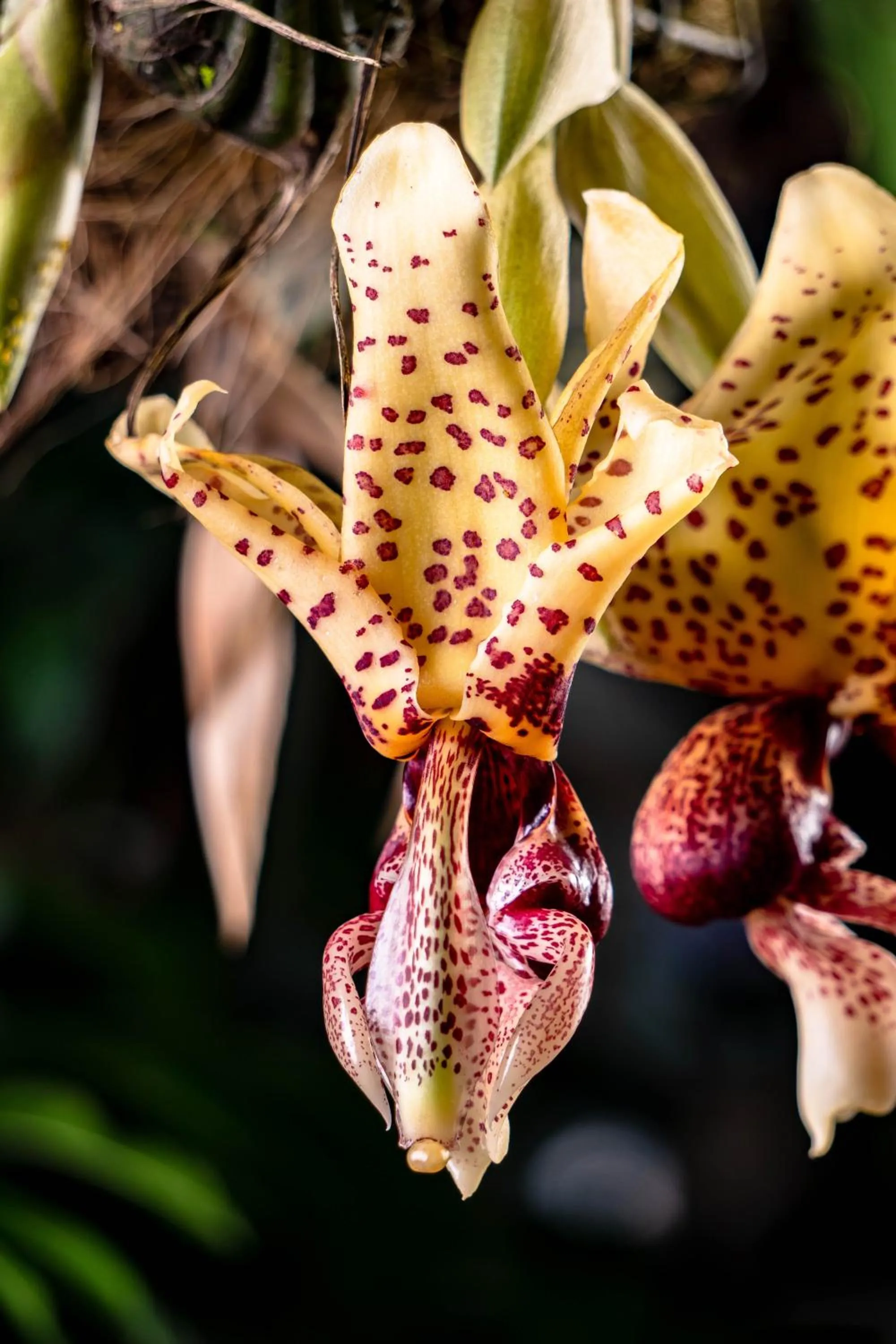 Garden in Spa Hosteria Miramelindo