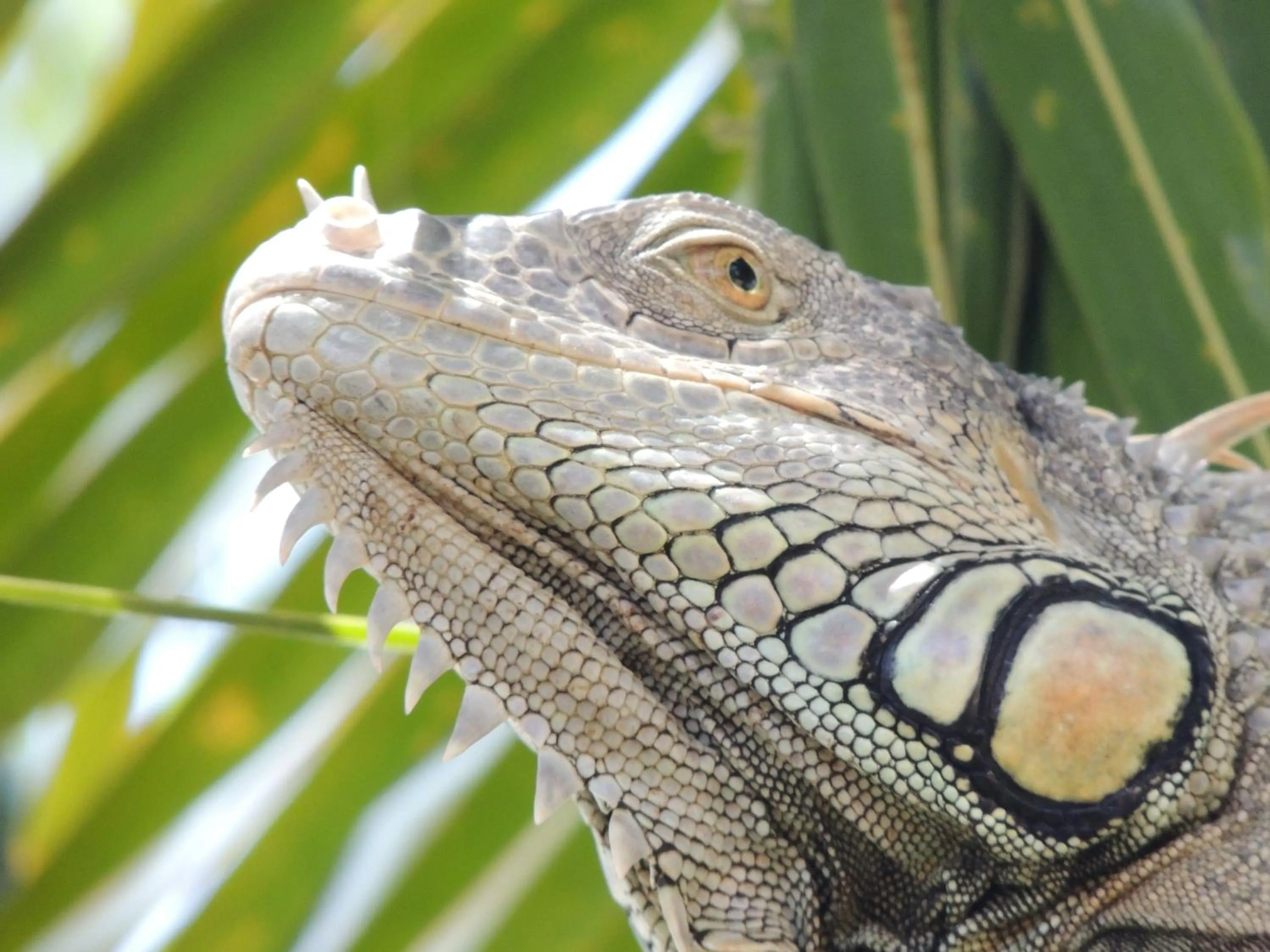 Animals in Parrot Cove Lodge