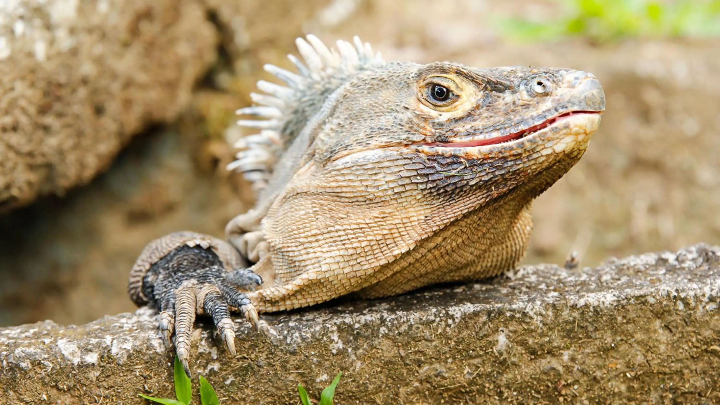 Natural landscape in Hotel Villas Rio Mar
