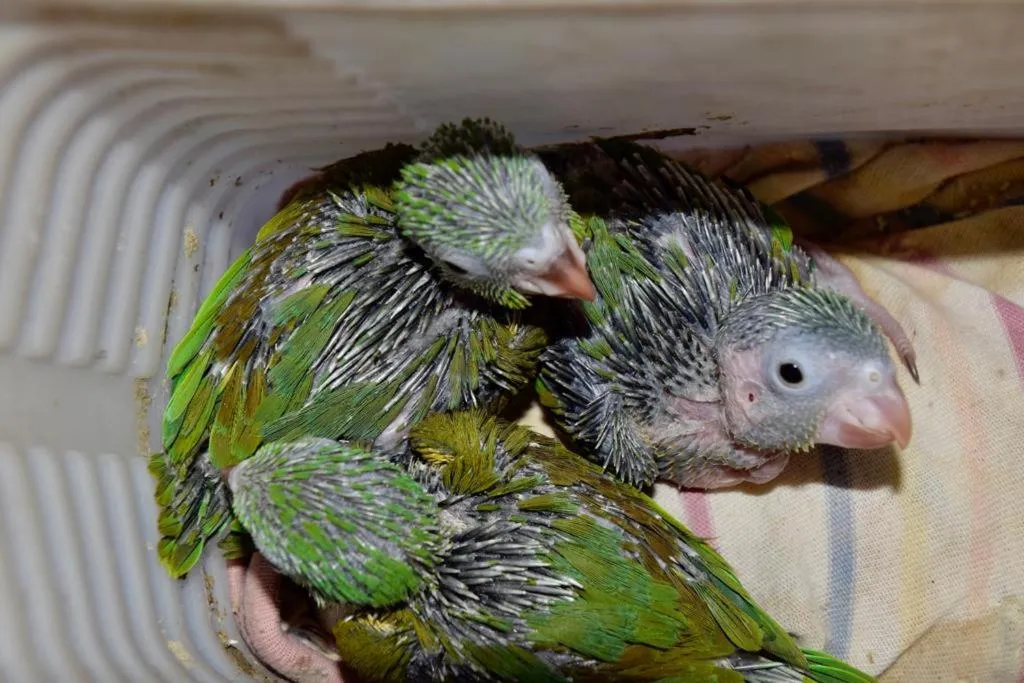 Animals in Redwood Beach Resort