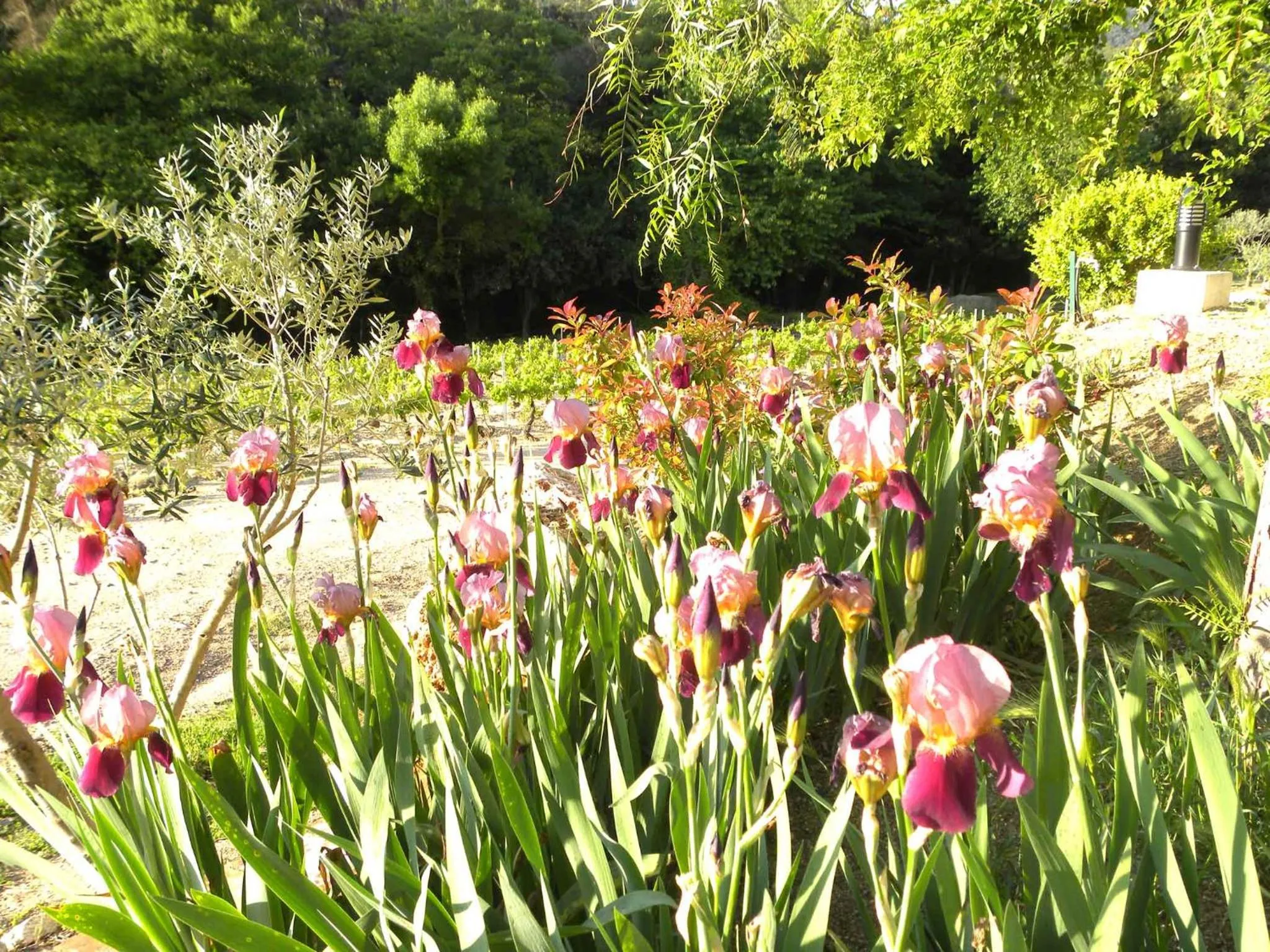 Spring in La Bergerie