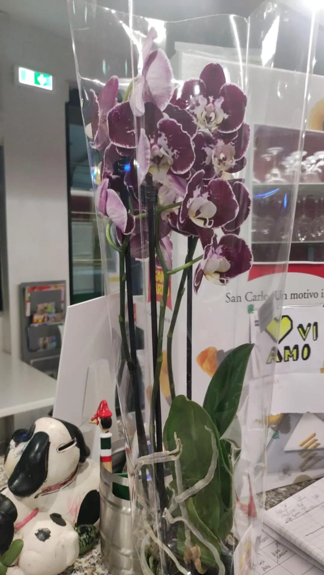 Hotel Orchidea