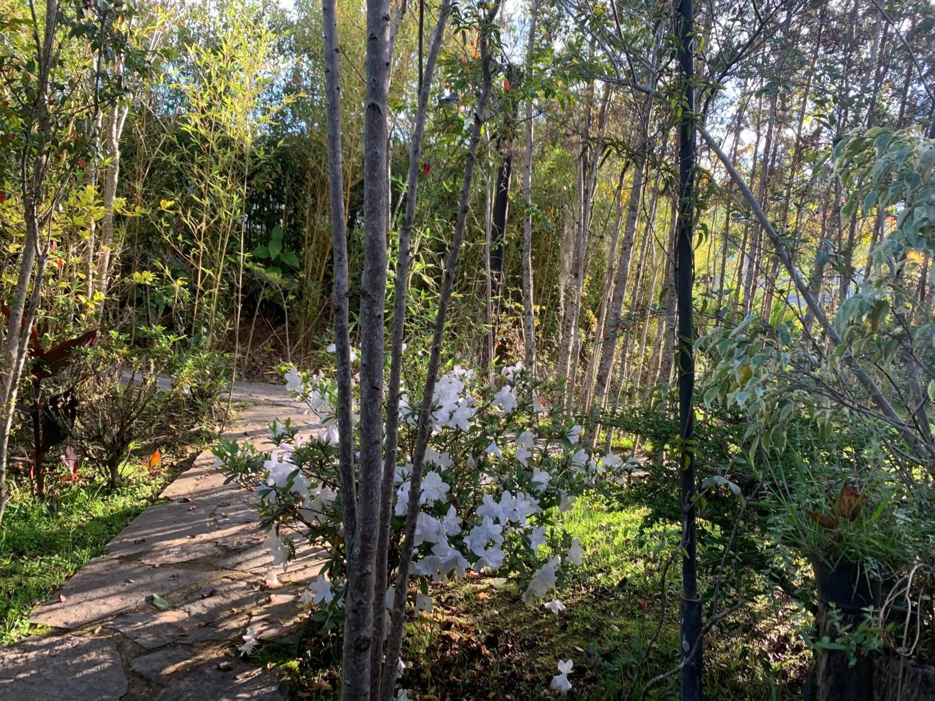 Spring in Hotel Campestre mirador CaloPala